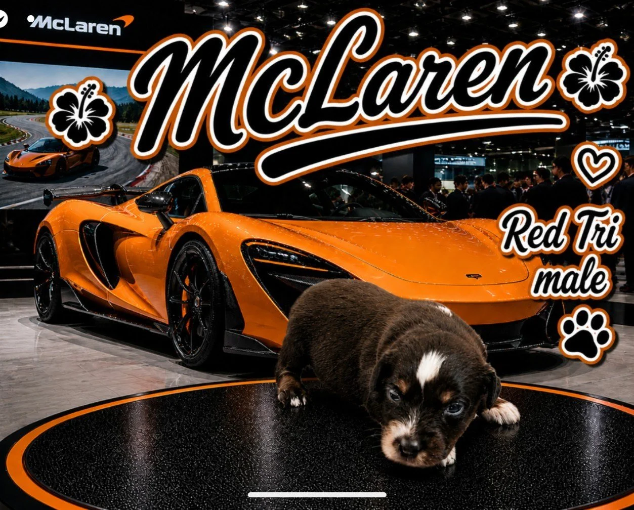 McLaren of Aussomely Yours - Red Tri Male