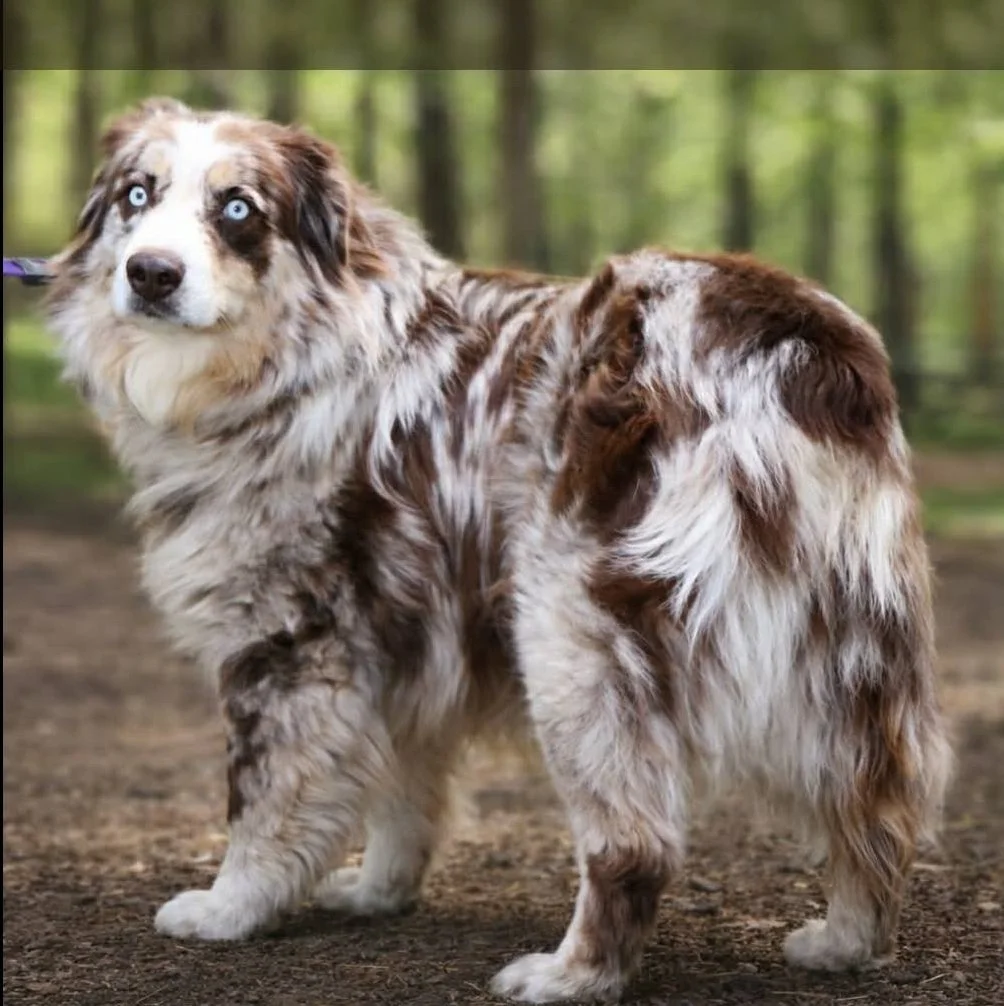Moss Cross Creek Rowdy Jett (RJ) @ Timberlands (AKC) Owned by Shaina Harvey