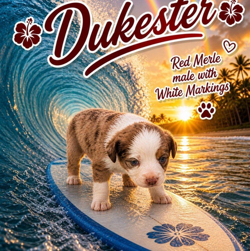 Duke Baby.jpg