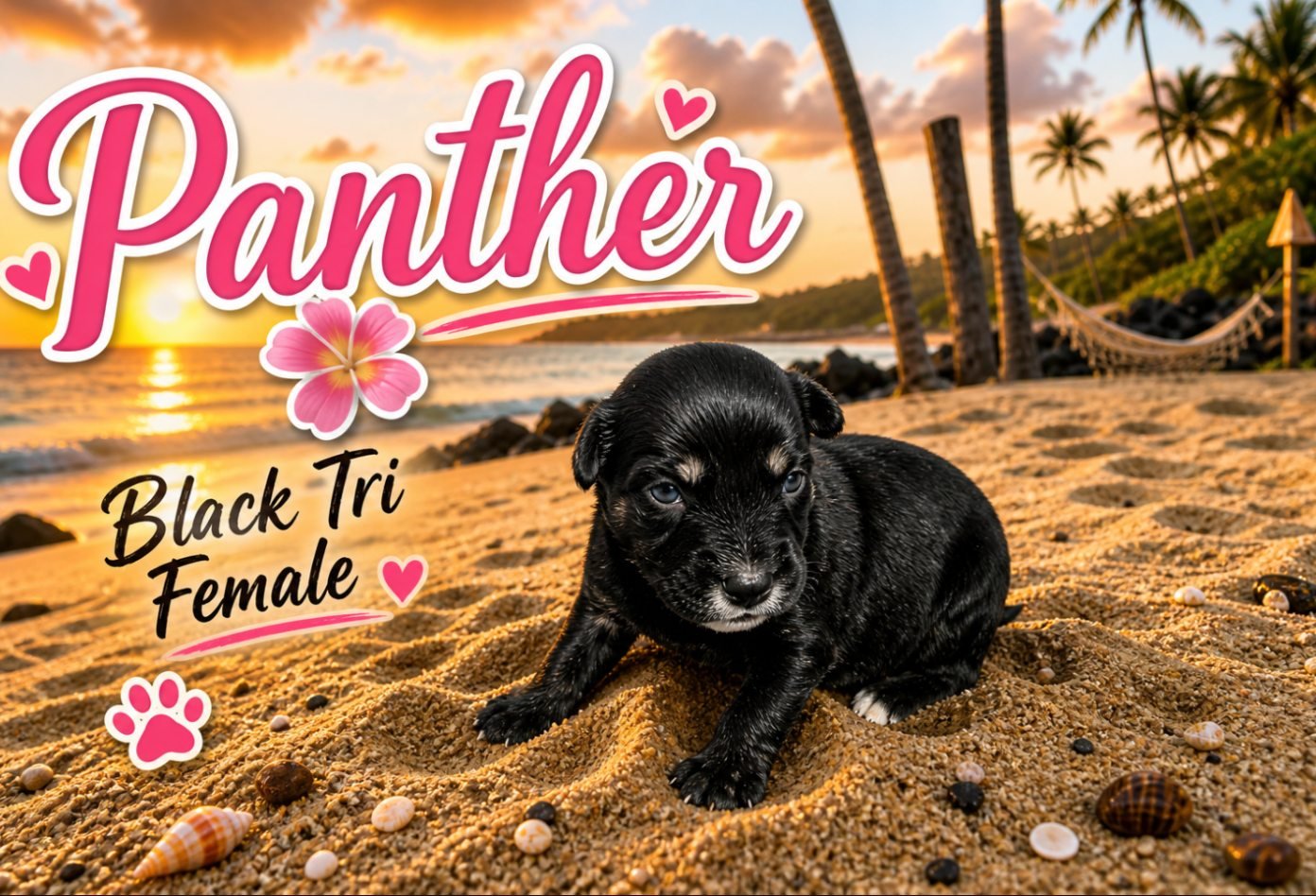 Panther of Aussomely Yours
Black Tri Female
