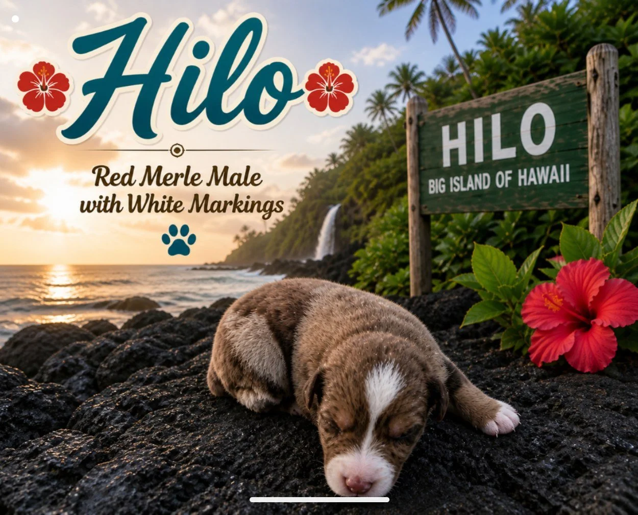 Hilo of Aussomely Yours of Aussomely Yours
Red Merle Male