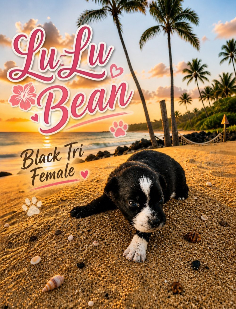 LuLu Bean of Aussomely Yours 
Black Tri Female