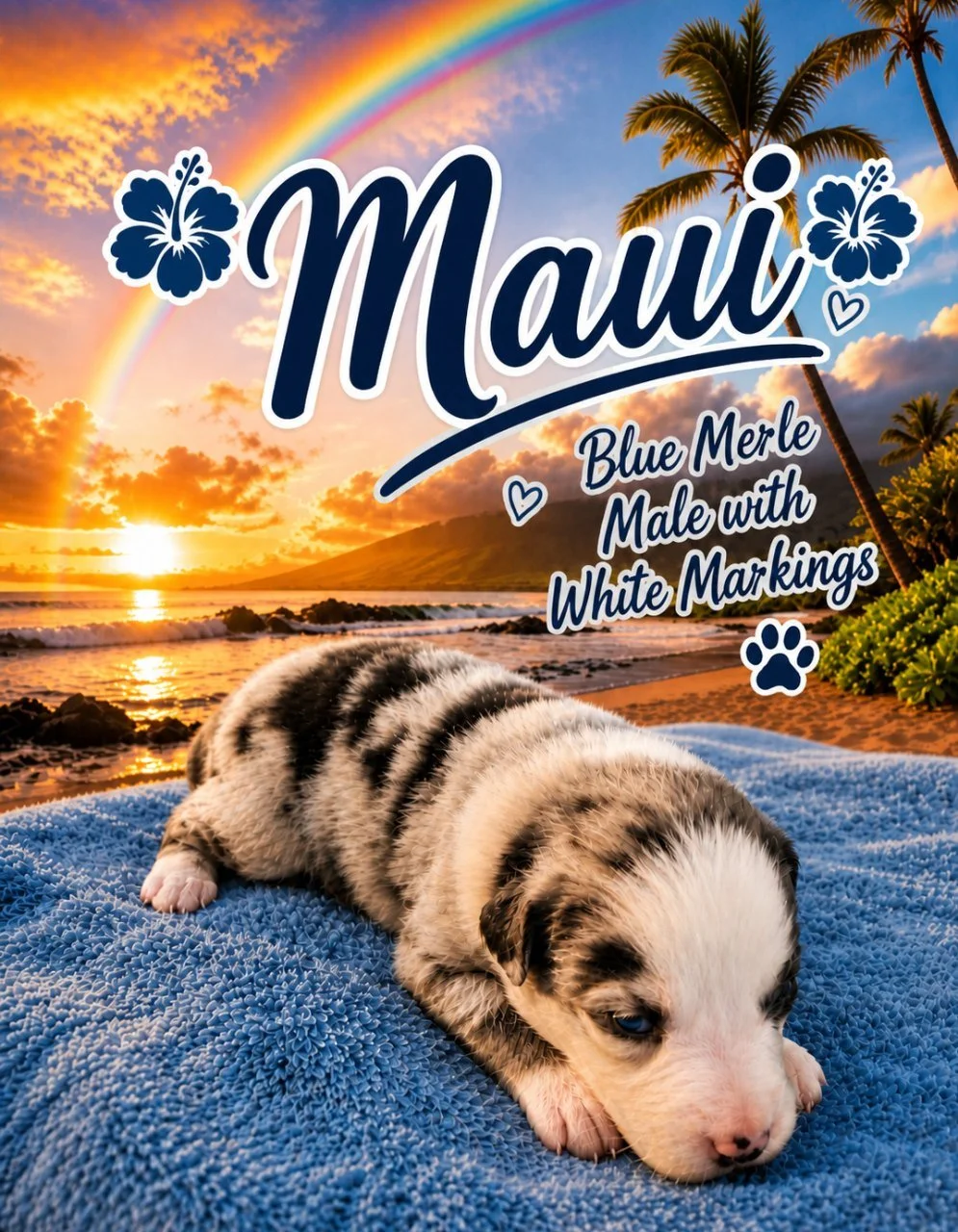 Maui of Aussomely Yours 
Blue Merle Male