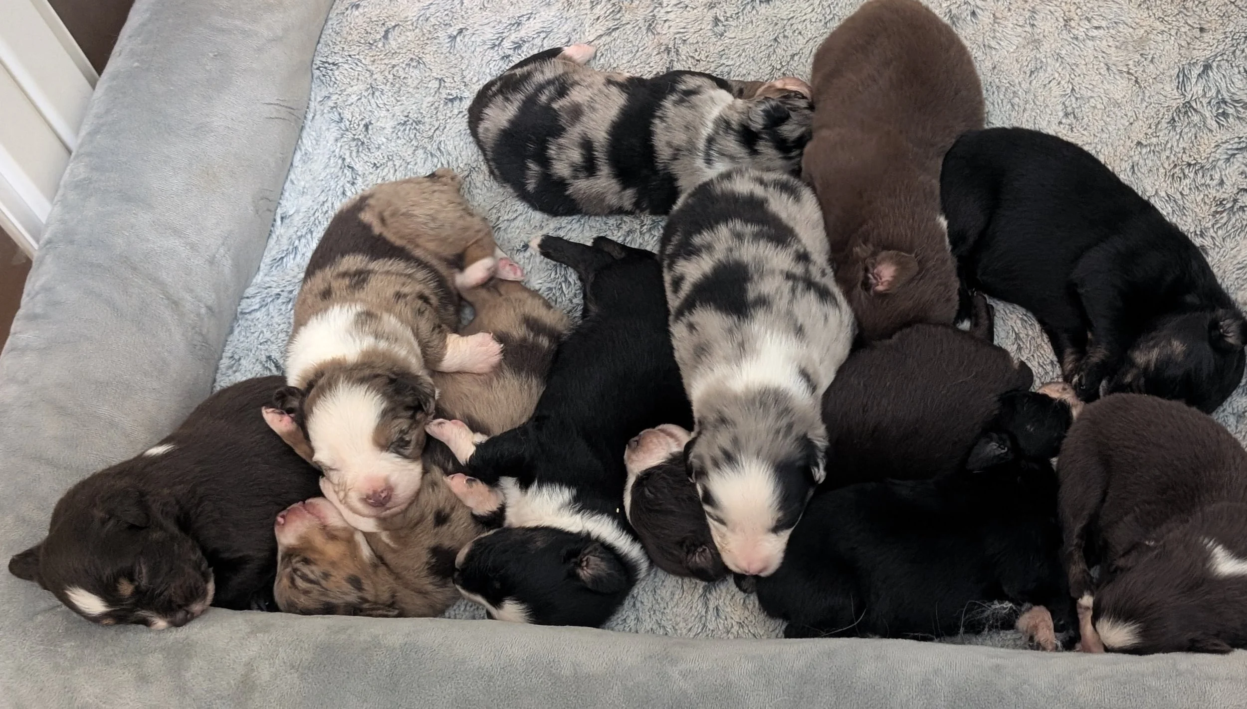 Puppy Pile Naptime