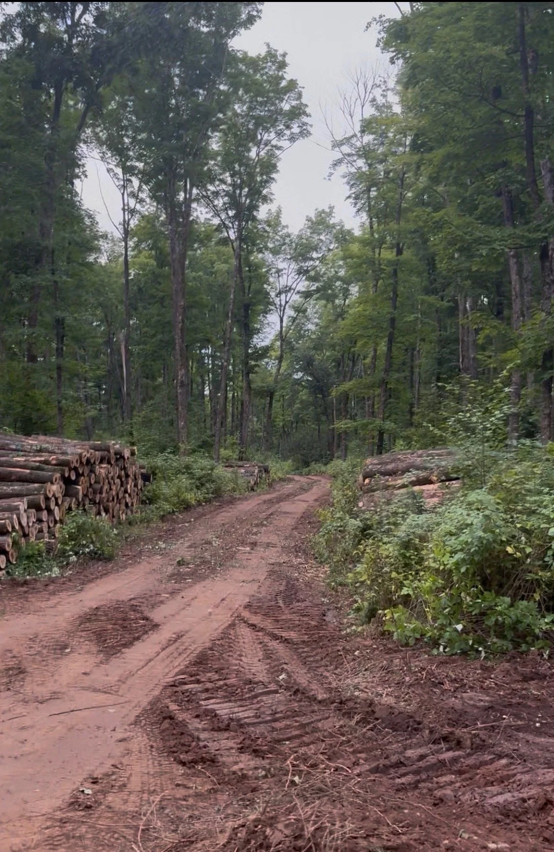 Processed timber prepared for handling and removal