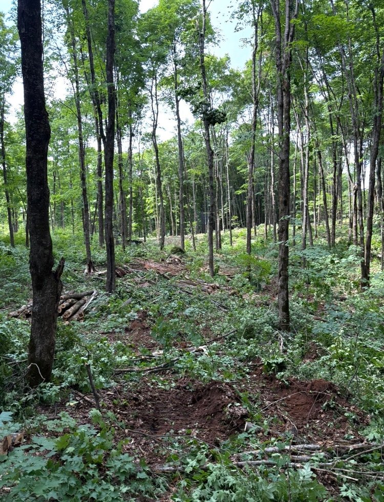 After timber harvest showing opened woods and improved access