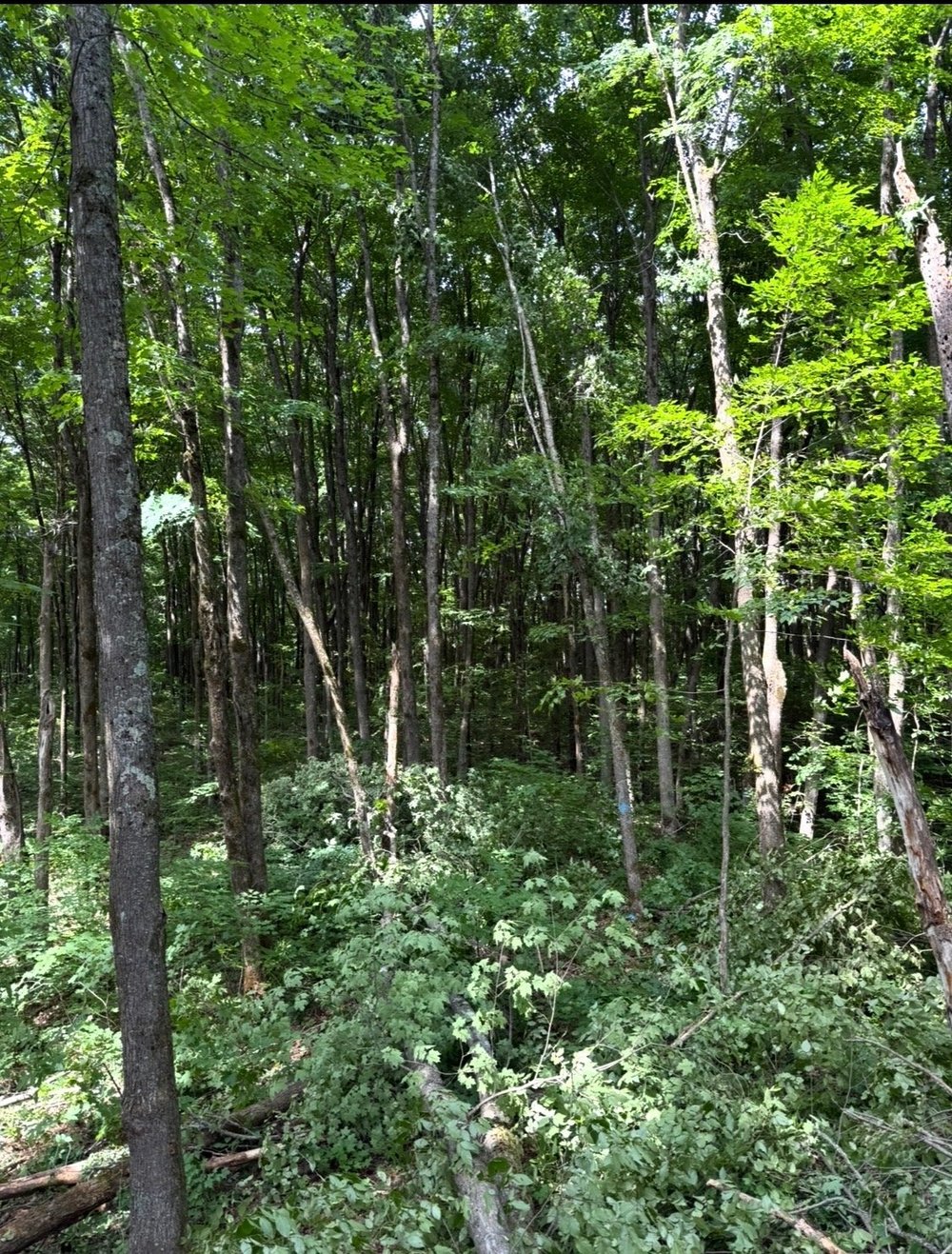 Before timber harvest showing thick wooded land