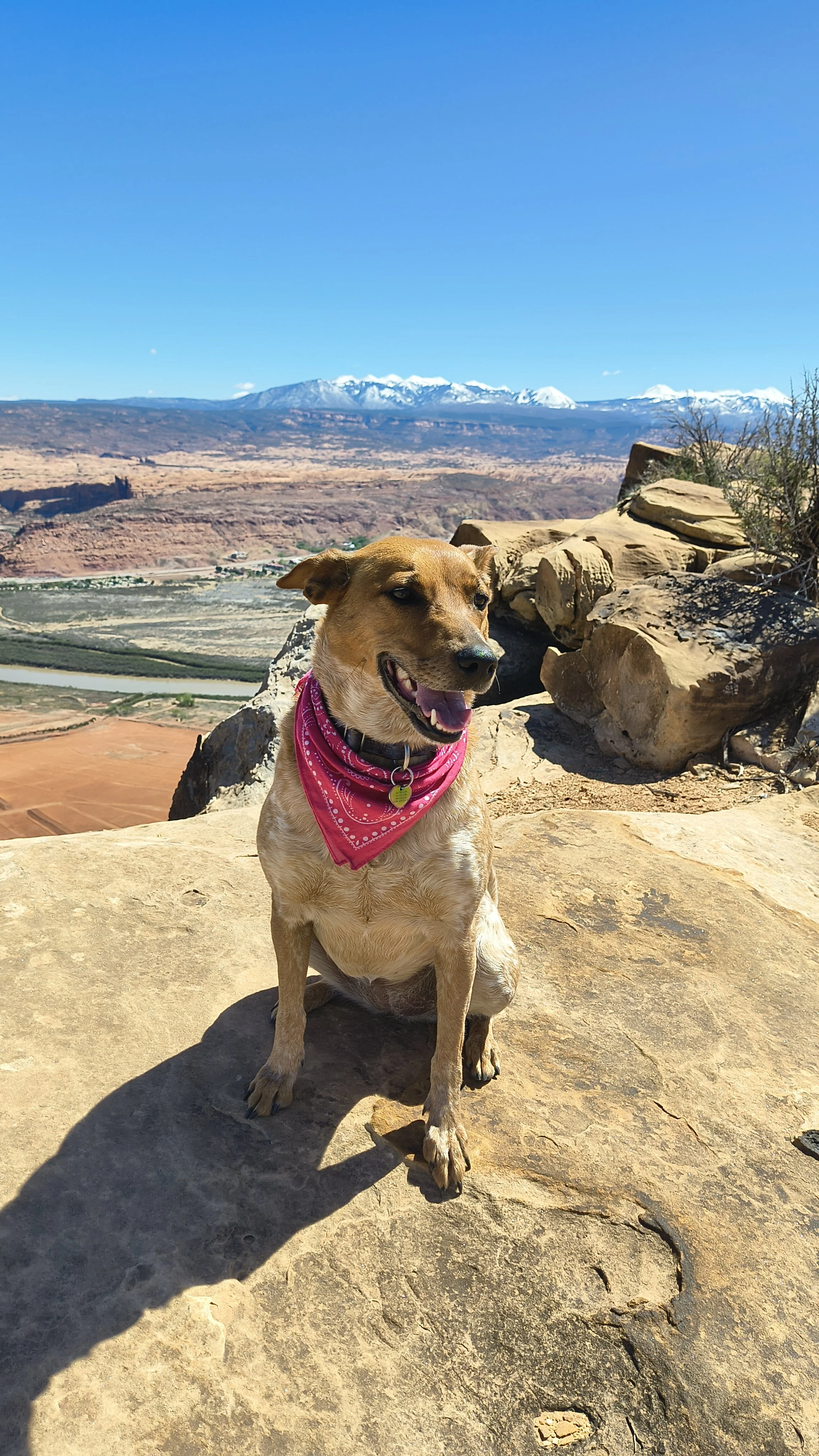 A small brown dog with a pink bandana sitting on a rocky ledge with a scenic view of mountains, a river, and a desert landscape in the background under a clear blue sky.