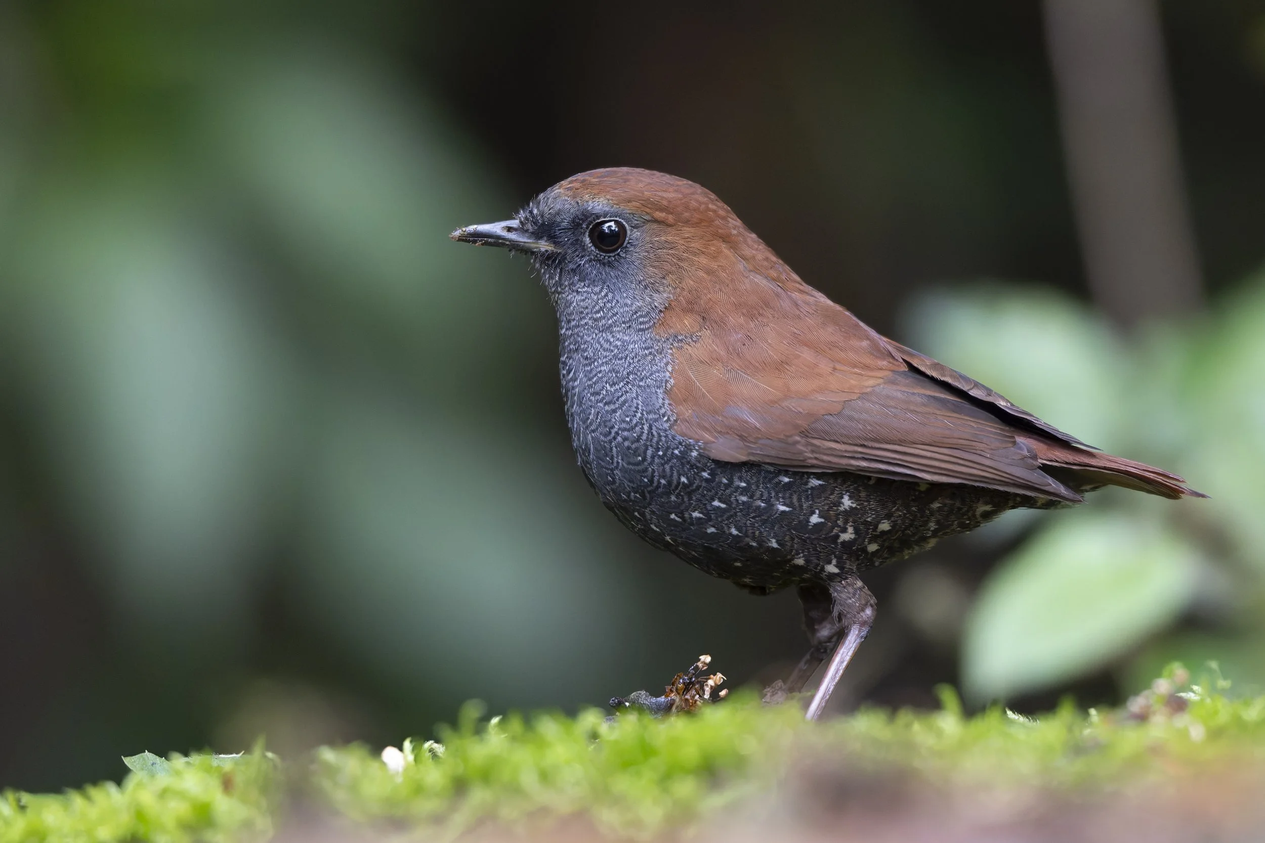Close-up of a bird perched on a branch with green moss in the foreground and blurred green foliage in the background.