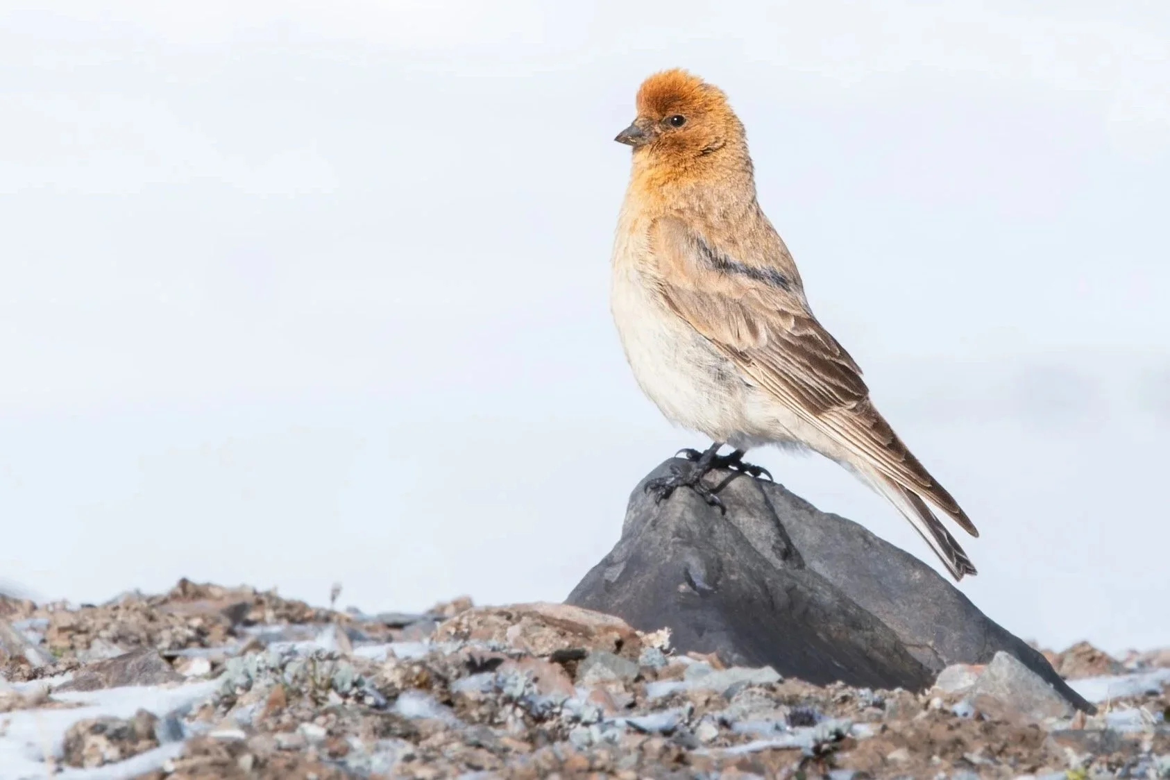 A Quest for Sillem's Rosefinch, Qinghai, 2025/07