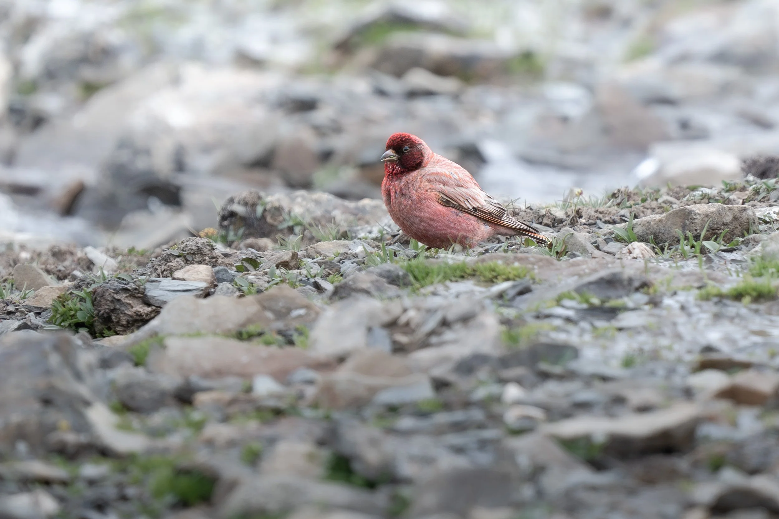 A small red bird standing on rocky ground near water with patches of green grass.