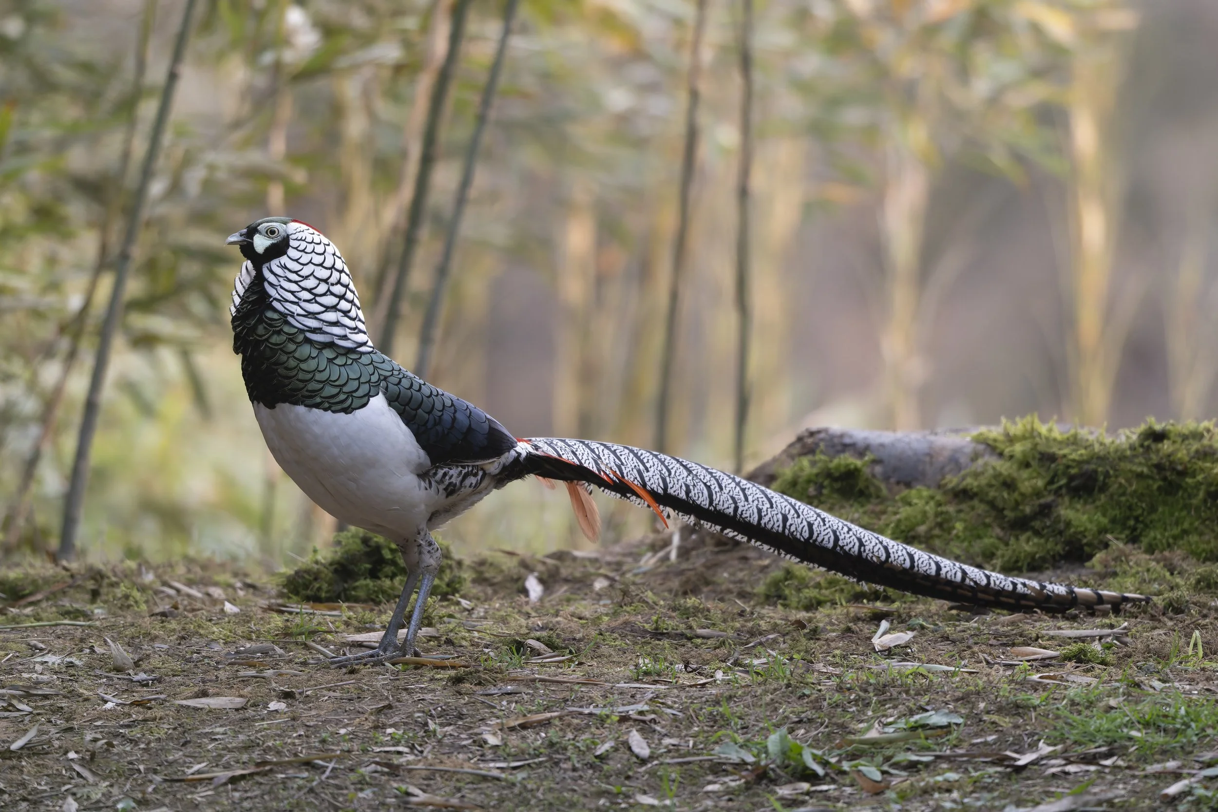 A bird with black and white patterned feathers standing on forest ground surrounded by moss and twigs.
