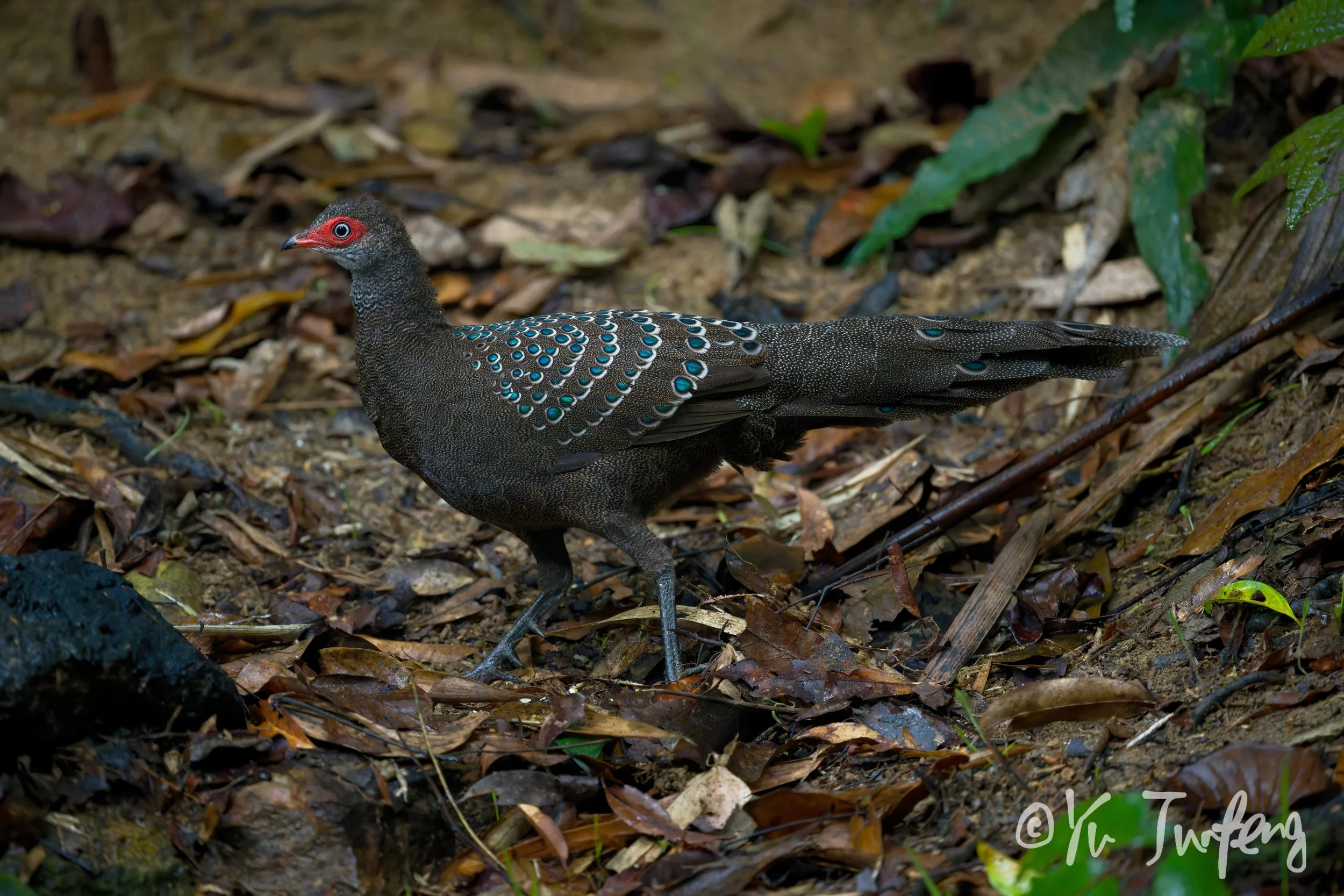 A bird with black and white speckled feathers and blue eye rings, walking on forest floor with leaf litter and green leaves.