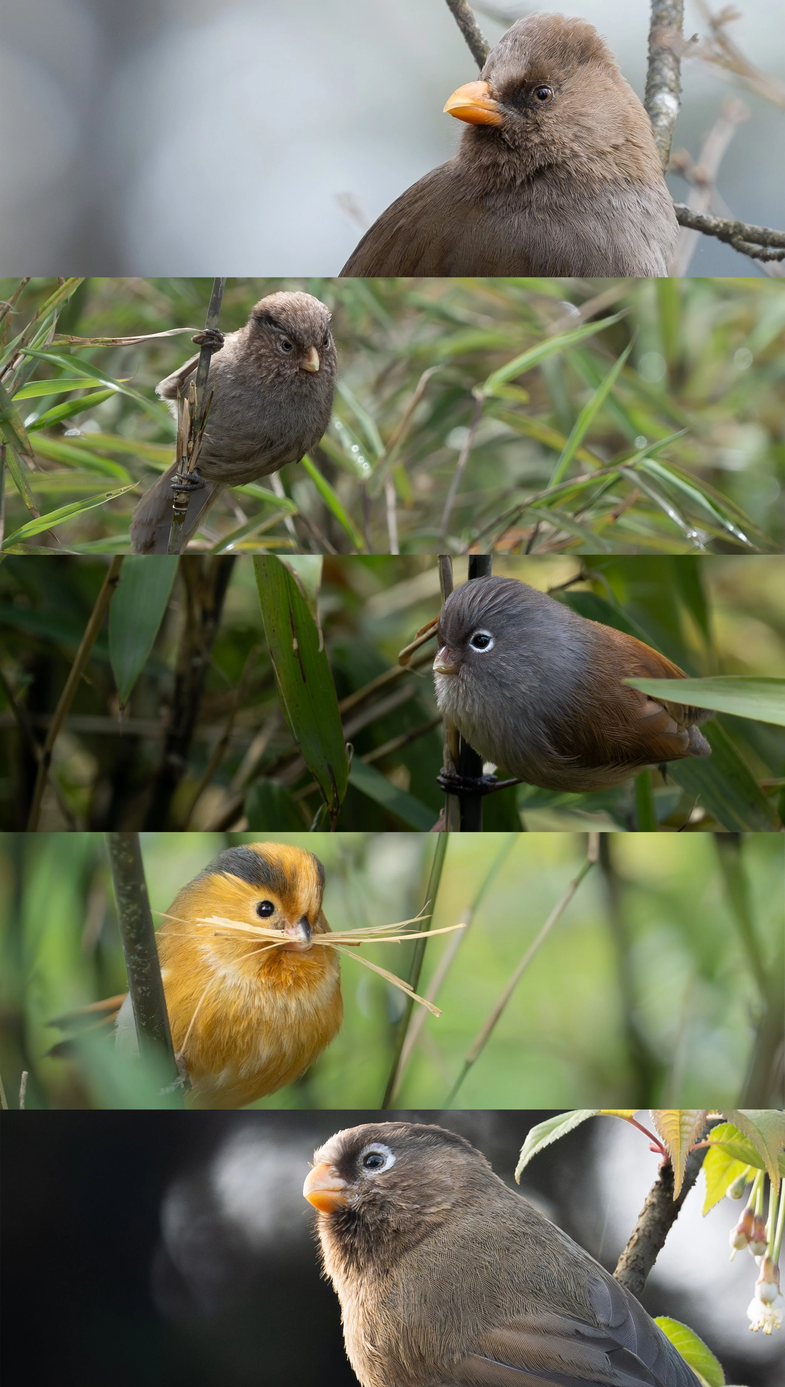Multiple small birds, including finches, interacting with branches and foliage in different natural settings.