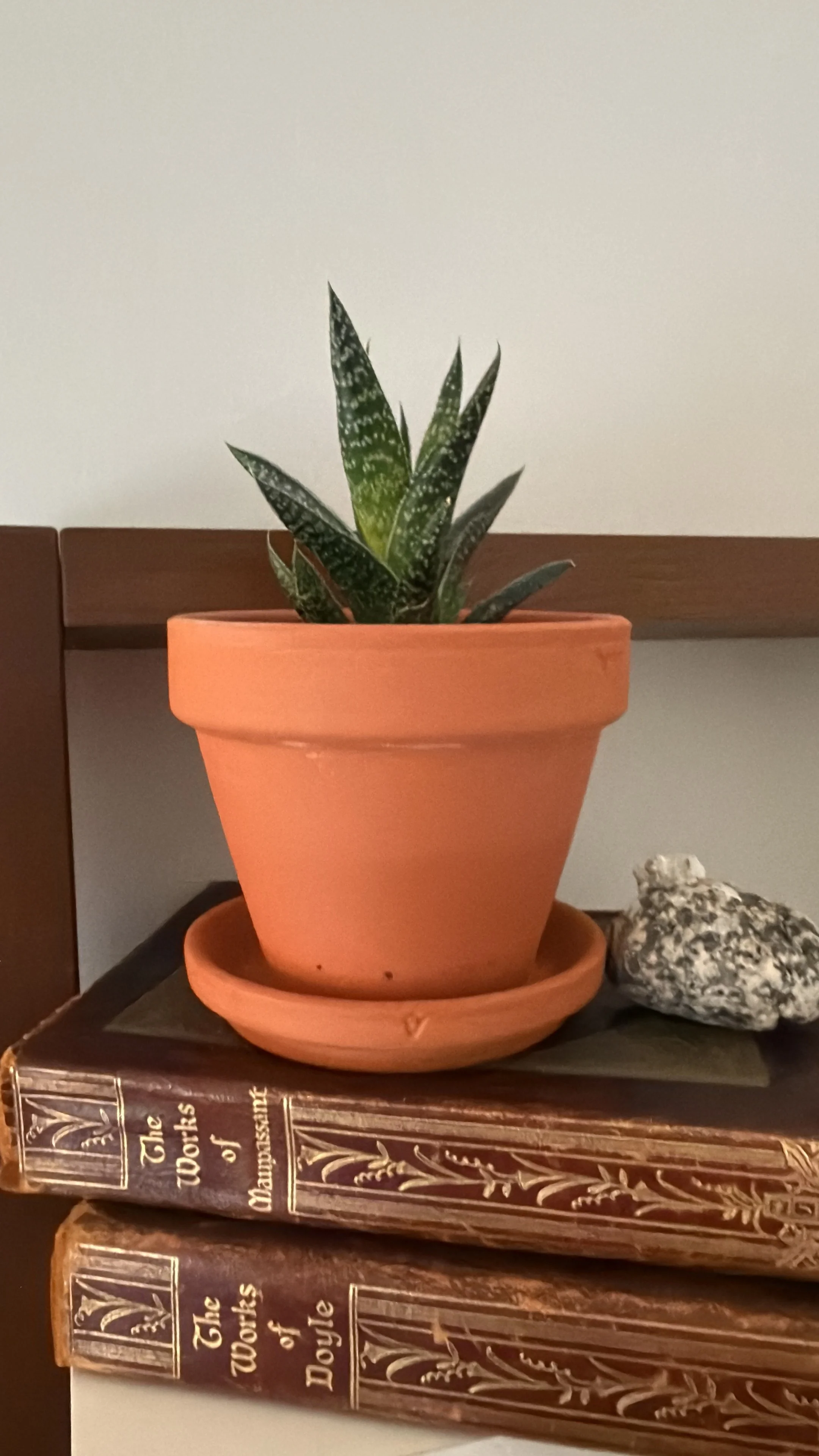 a small aloe plant in a clay pot sitting on top of 2 books on a bookshelf