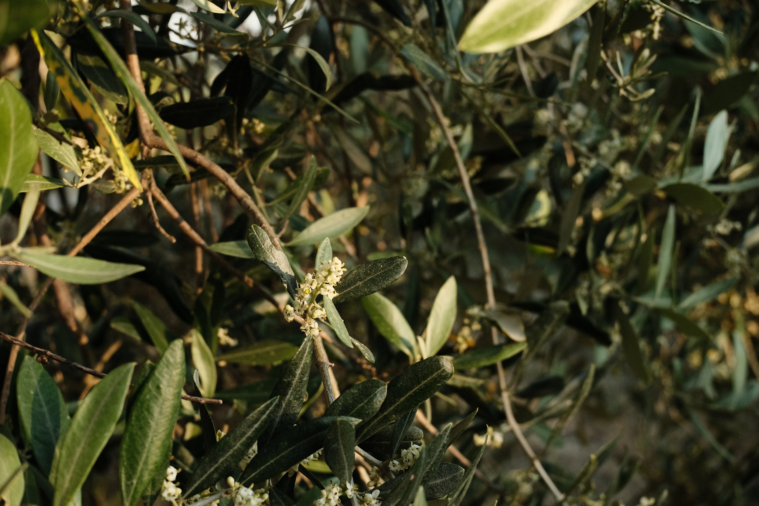Close-up of green leafy shrub with small white flowers.