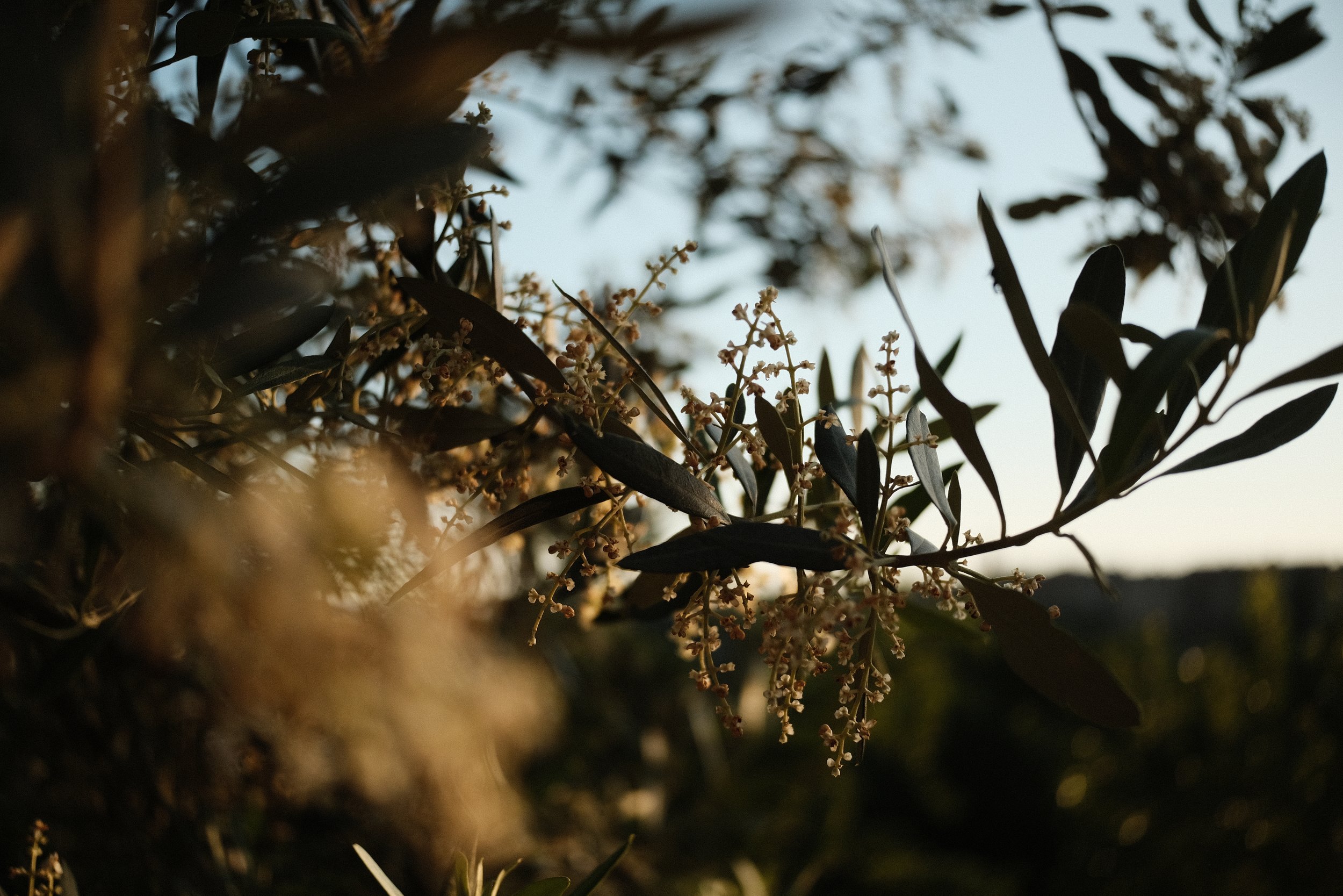 Close-up of olive tree branches with green leaves and small olive fruits, taken during the daytime with a slightly blurred background.