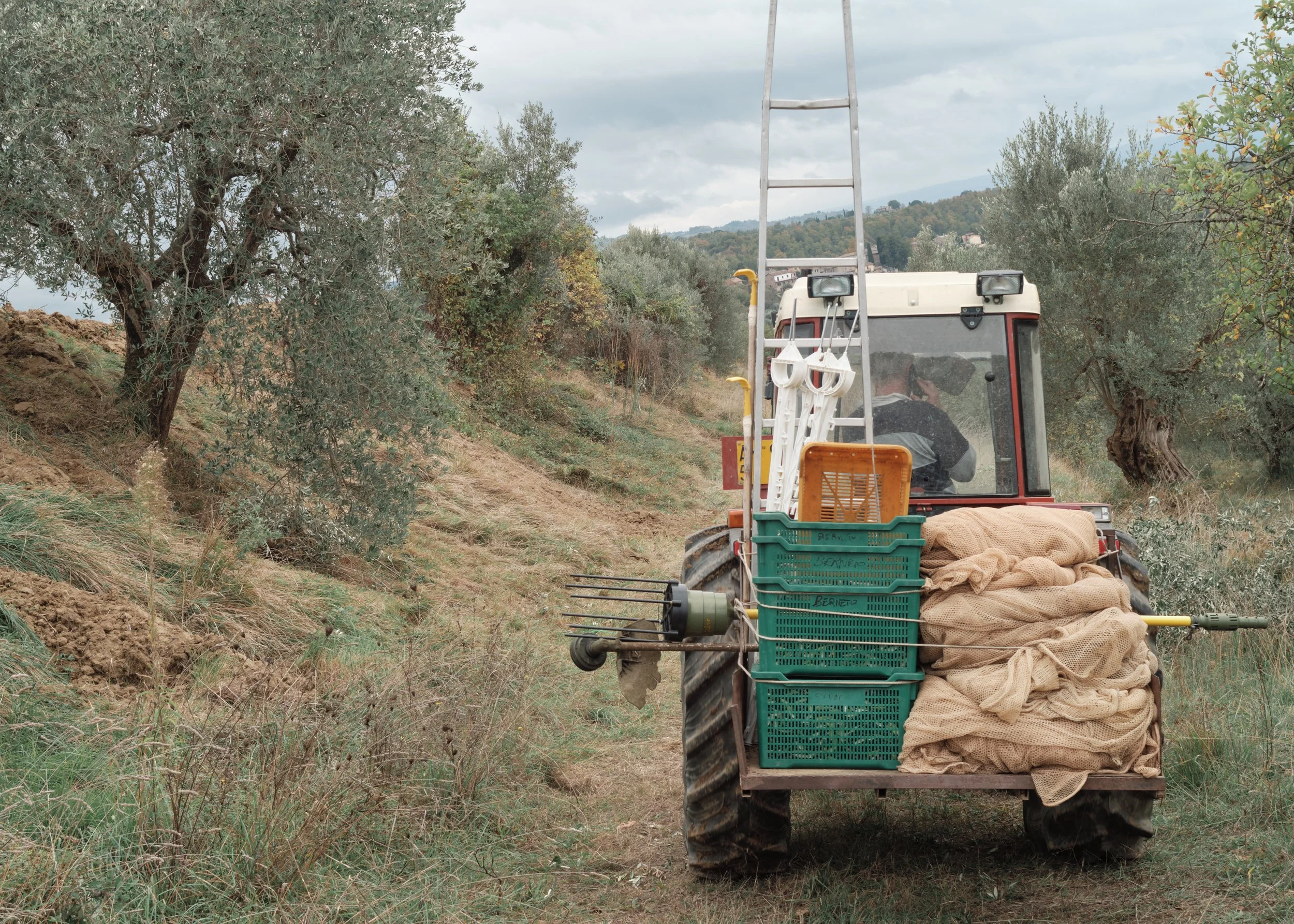 A tractor with gardening supplies and a ladder working in an olive grove on a cloudy day.