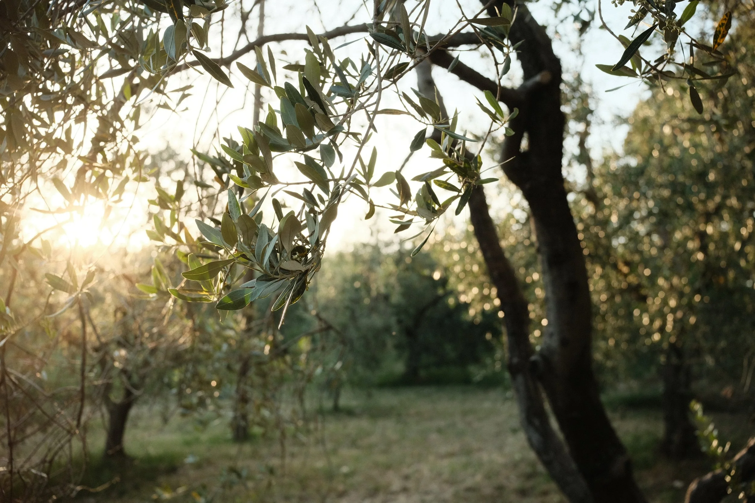 Sunlight filters through the leafy branches of trees in a wooded area during sunset.