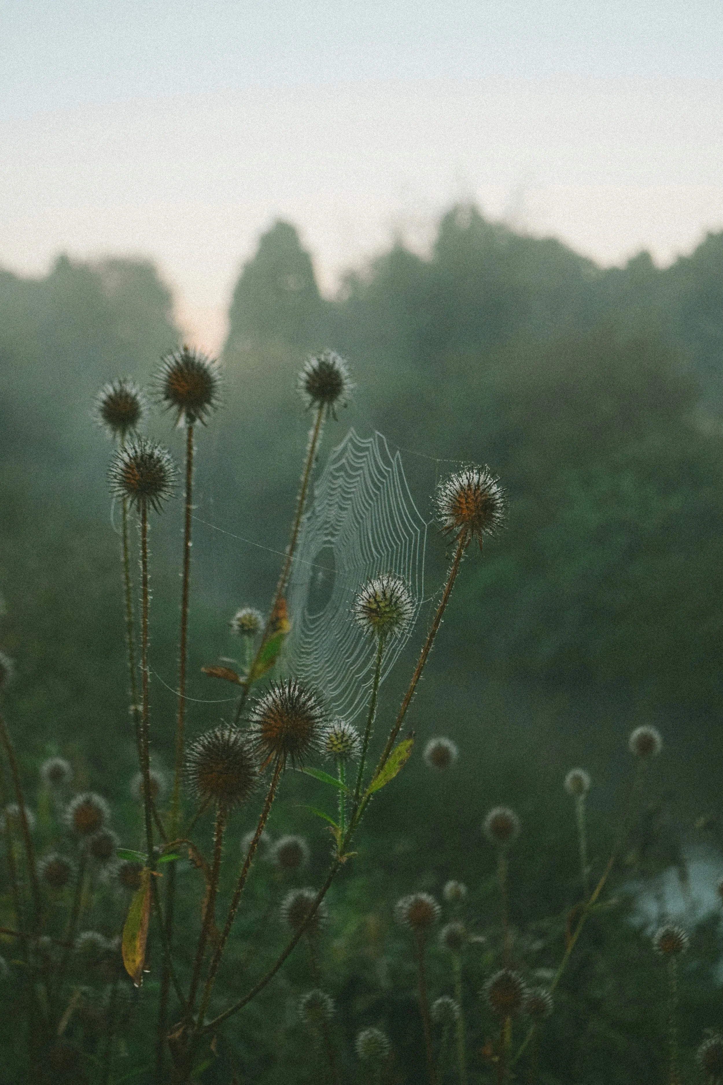 Dried thistle plants with spiky seed heads and a spider web on one of the stems in a foggy field.