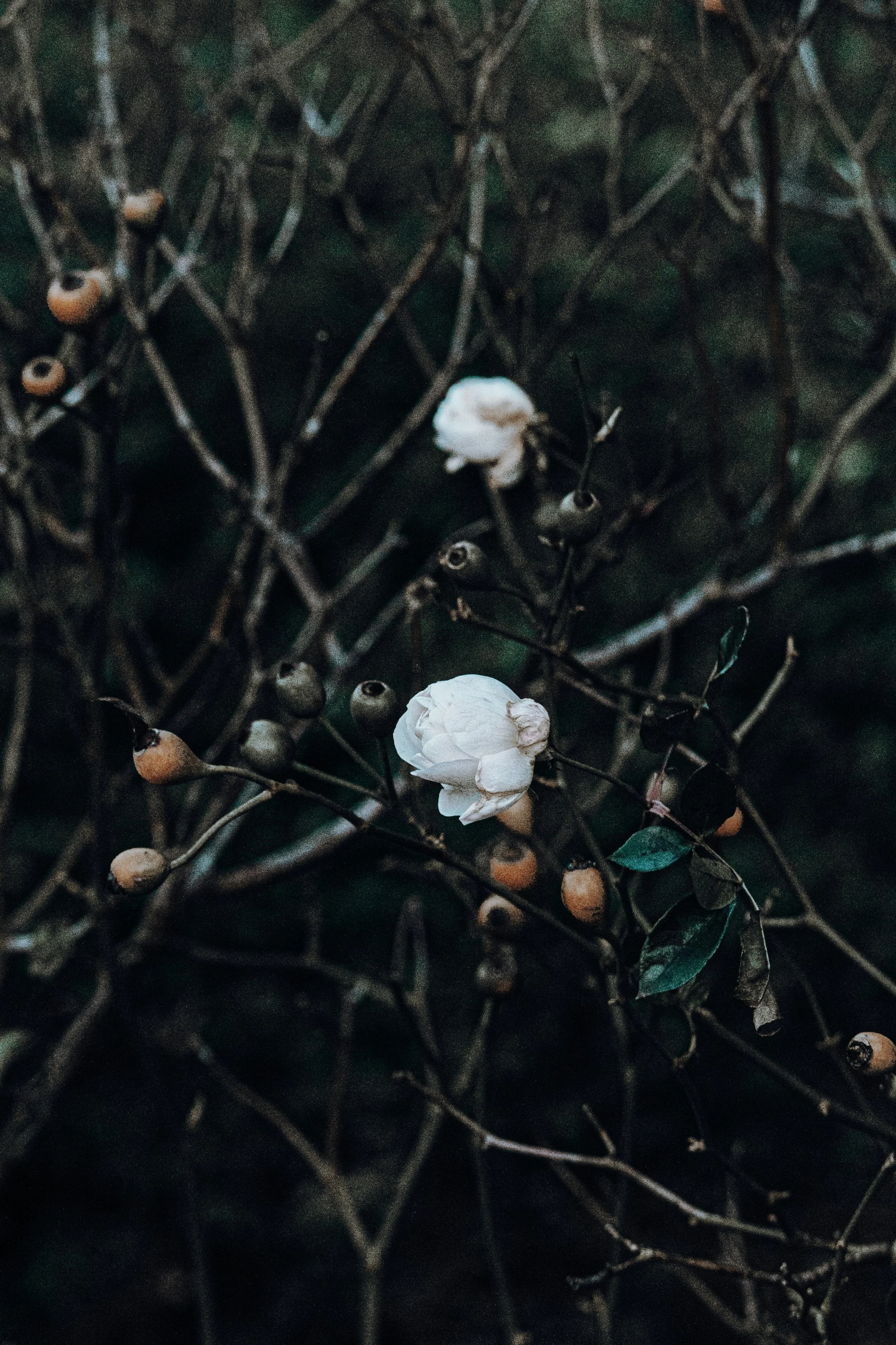 A close-up of dried branches with a few white flowers and brown seed pods, in a dark background.