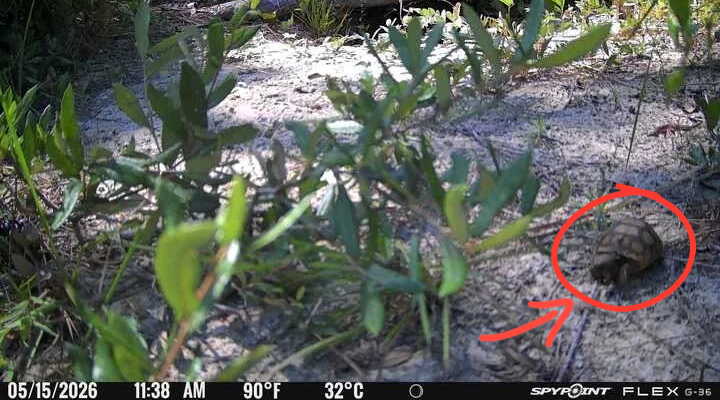 gopher tortoise recipient site