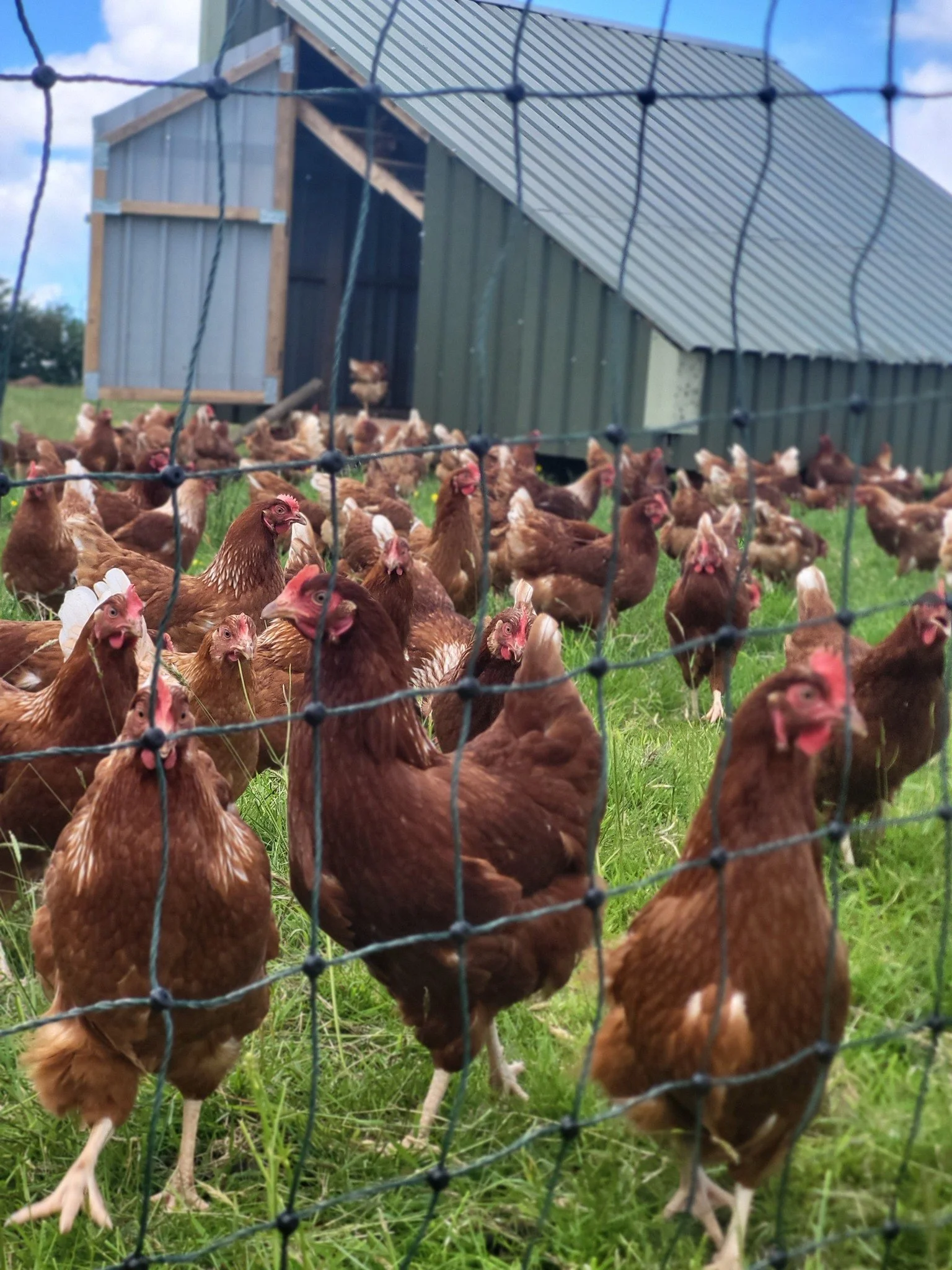 A group of chickens inside a fenced area with a metal chicken coop in the background on a grassy field under a partly cloudy sky.