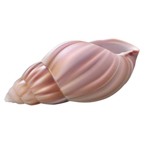 Close-up of a large spiral seashell with pink and beige coloration.