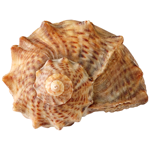 Close-up of a large seashell with a spiral pattern and textured surface.