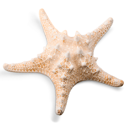 A starfish with a beige and white textured surface, featuring small bumps and spines, isolated on a black background.
