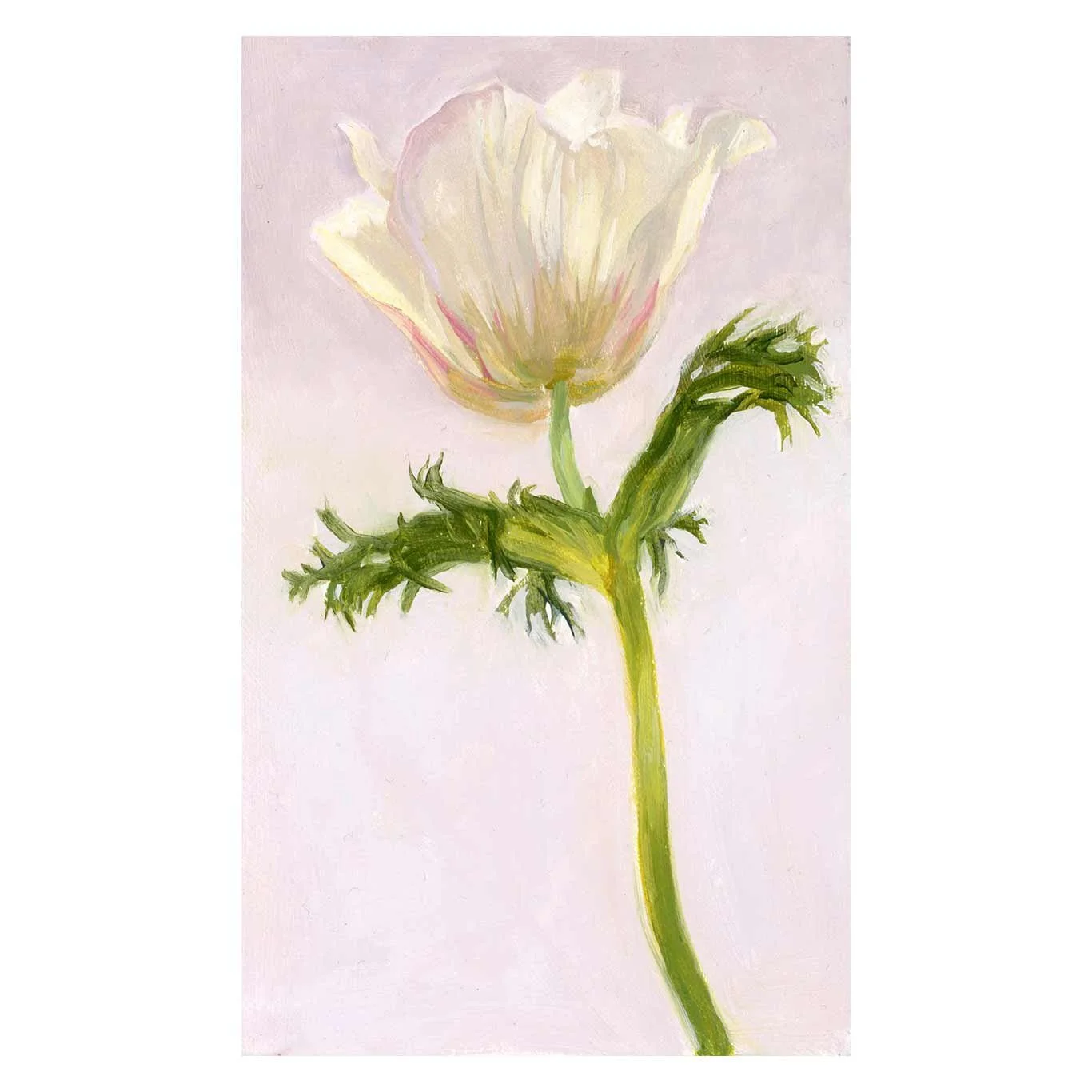 Anemone Study #2