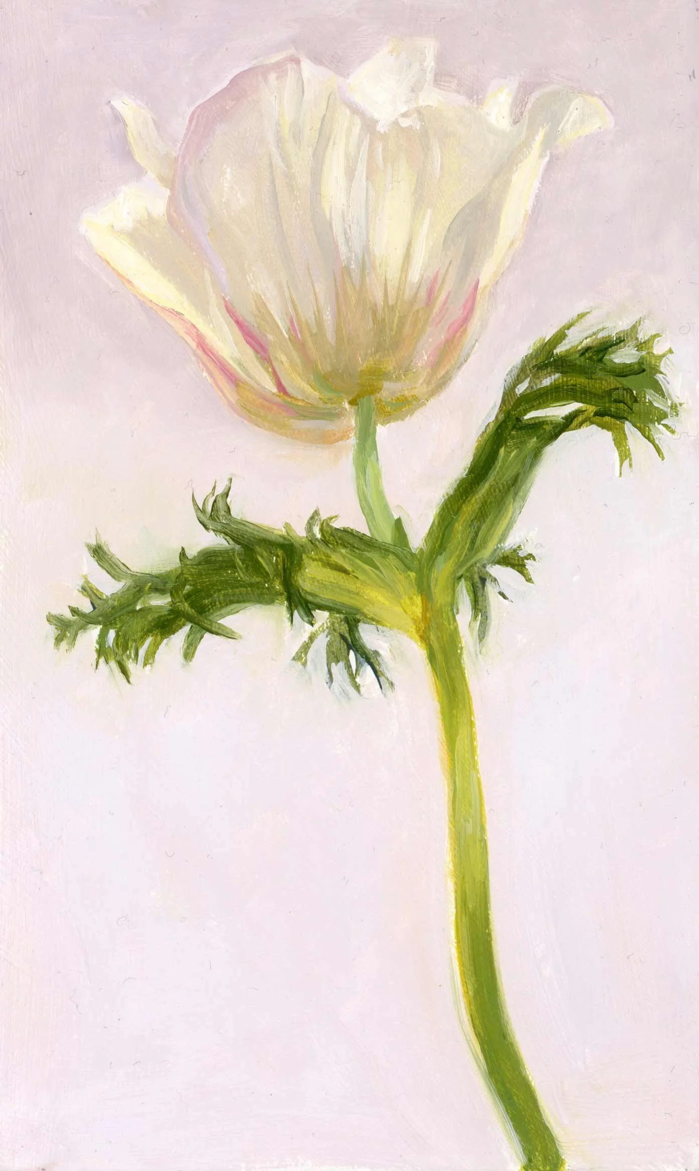 13.-Anemone-Study-#2-web.jpg