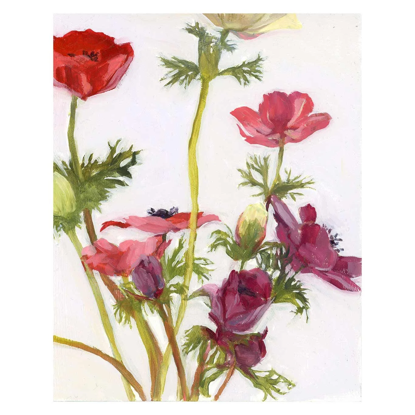 Anemone-bunch_square.jpg