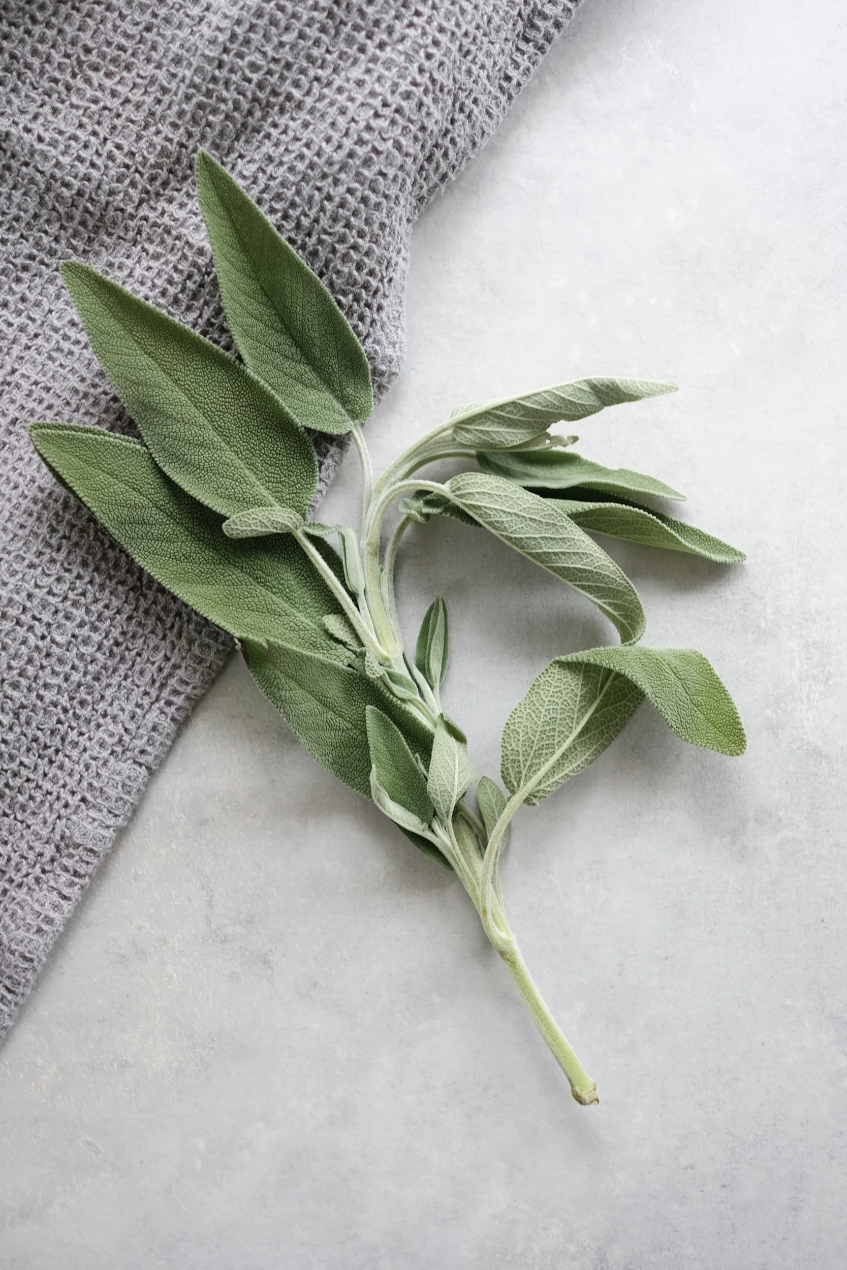 A sprig of fresh sage leaves resting on a light-colored surface, partly on a gray textured cloth.
