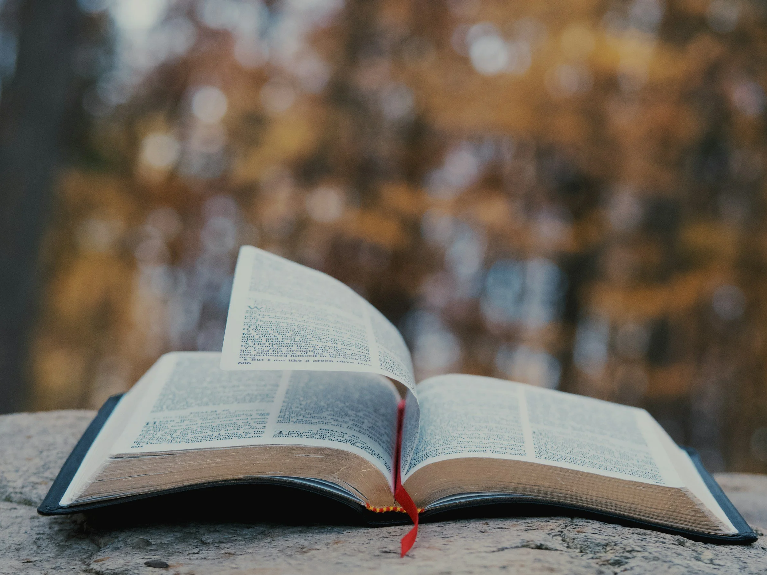 An open book resting on a stone surface with a blurred background of autumn leaves. The pages are filled with small printed text, and there's a red ribbon bookmark inside.
