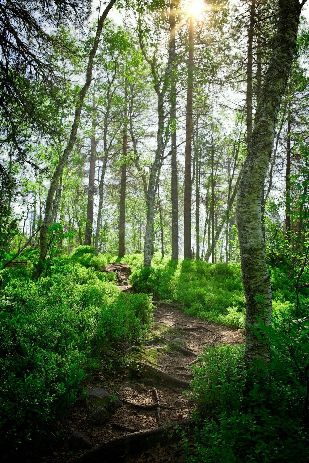 Peaceful forest path representing hope, healing, and spiritual growth.