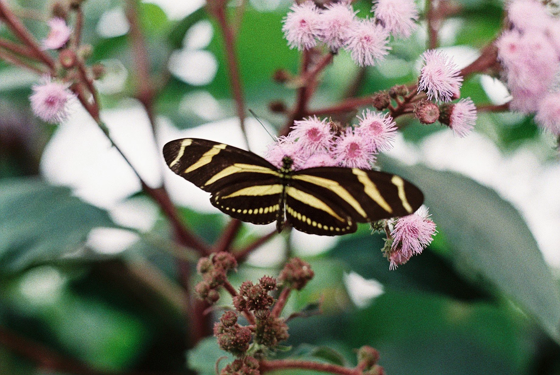 Praktica TL 5B Kodak Gold 200, Wye Valley Butterfly Farm