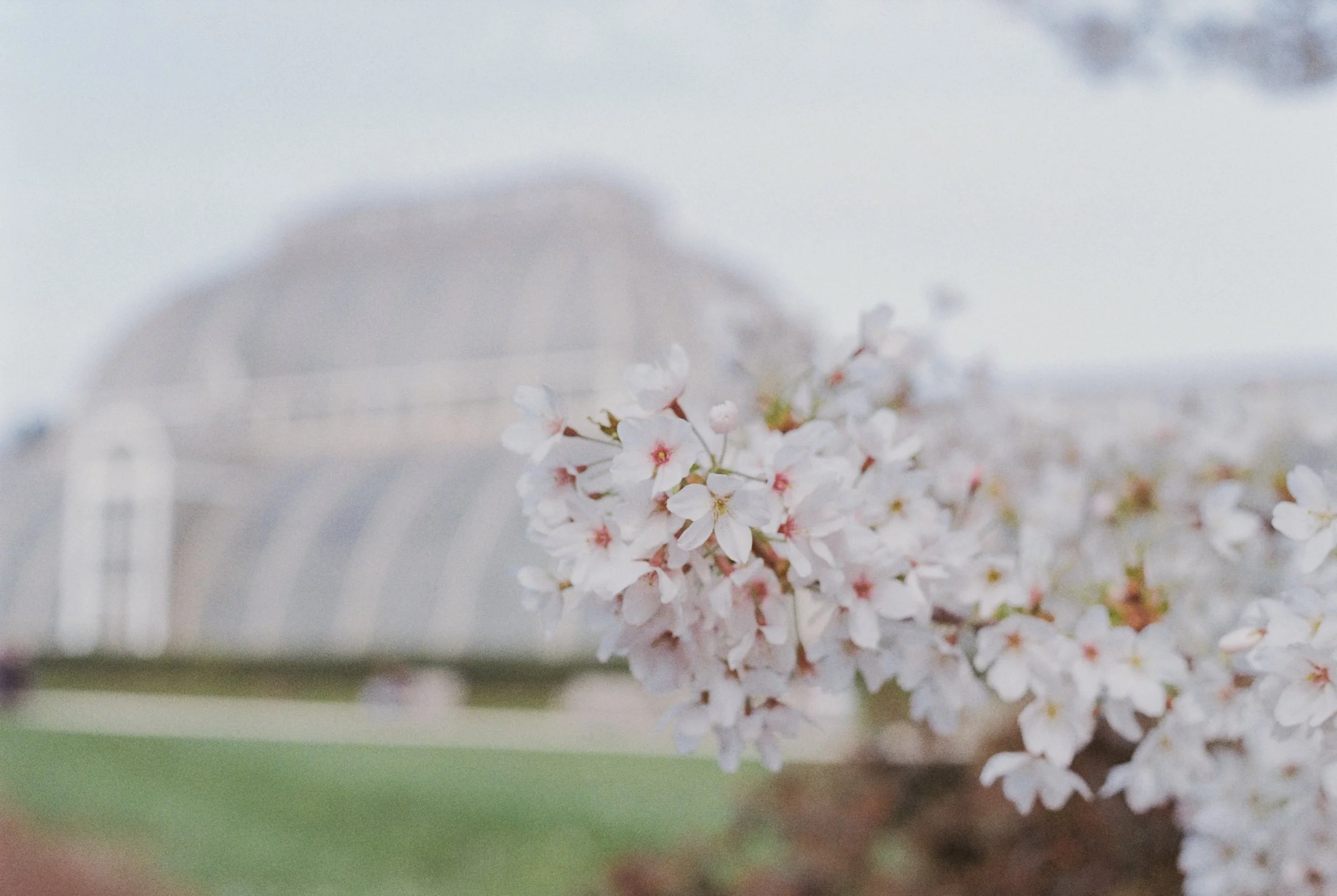 Praktica TL 5B Kodak ColourPlus 200, Kew Garden