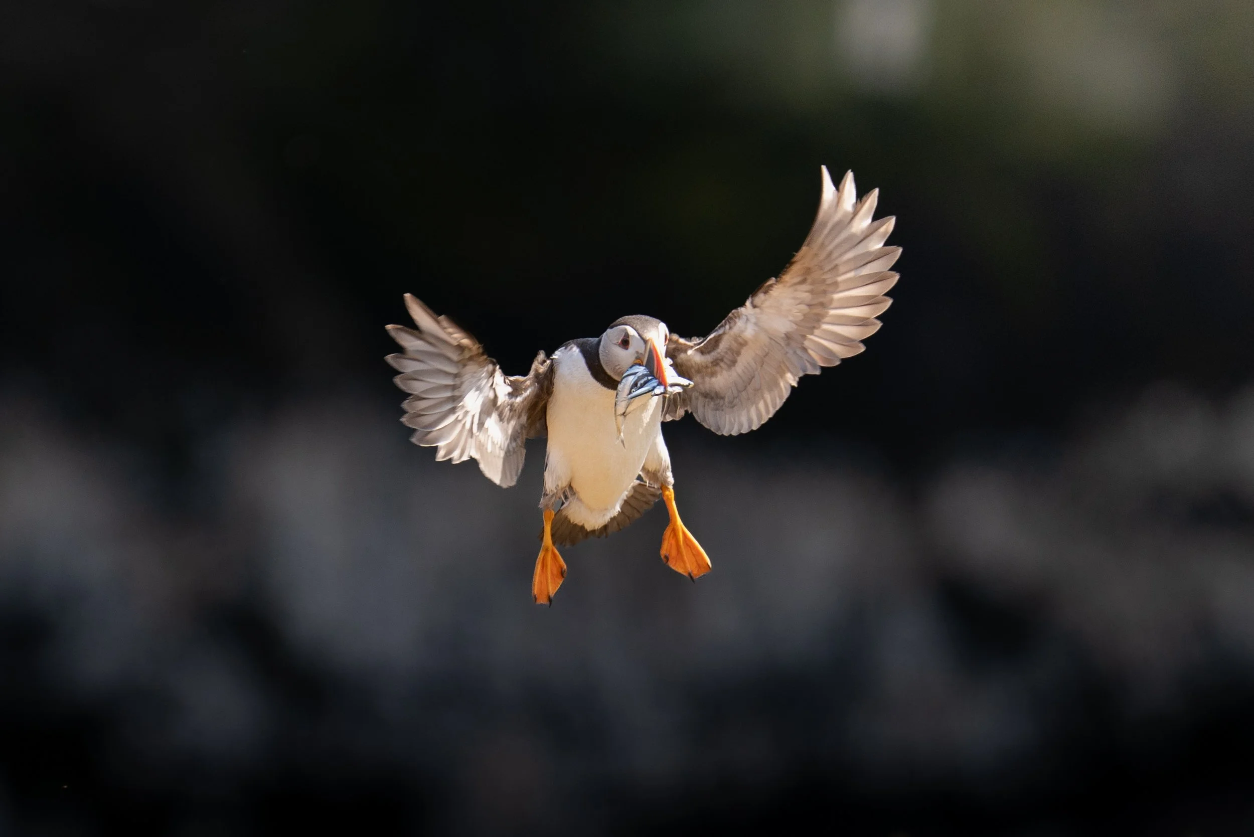 Atlantic Puffin