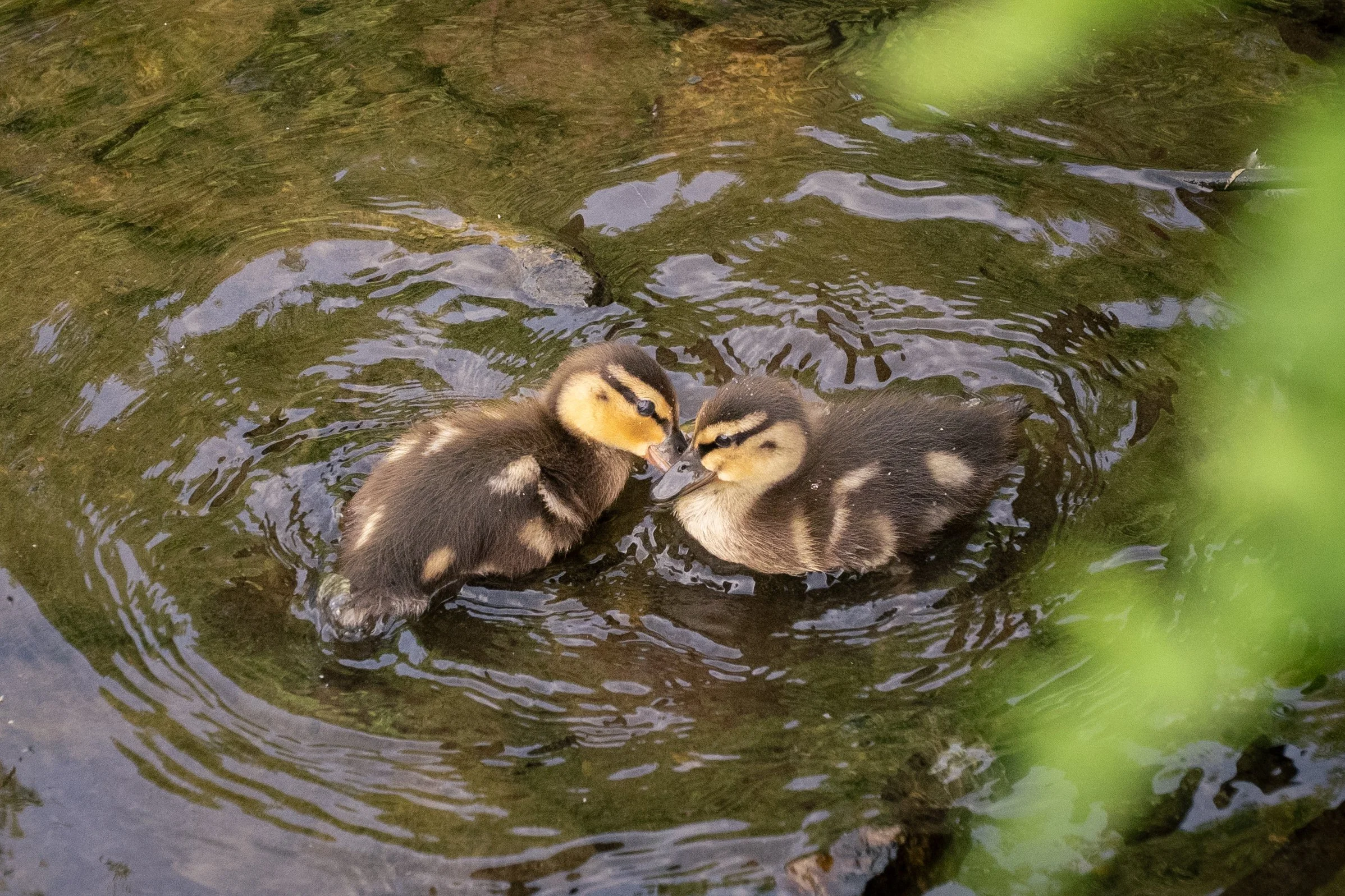 Juvenile Mallard