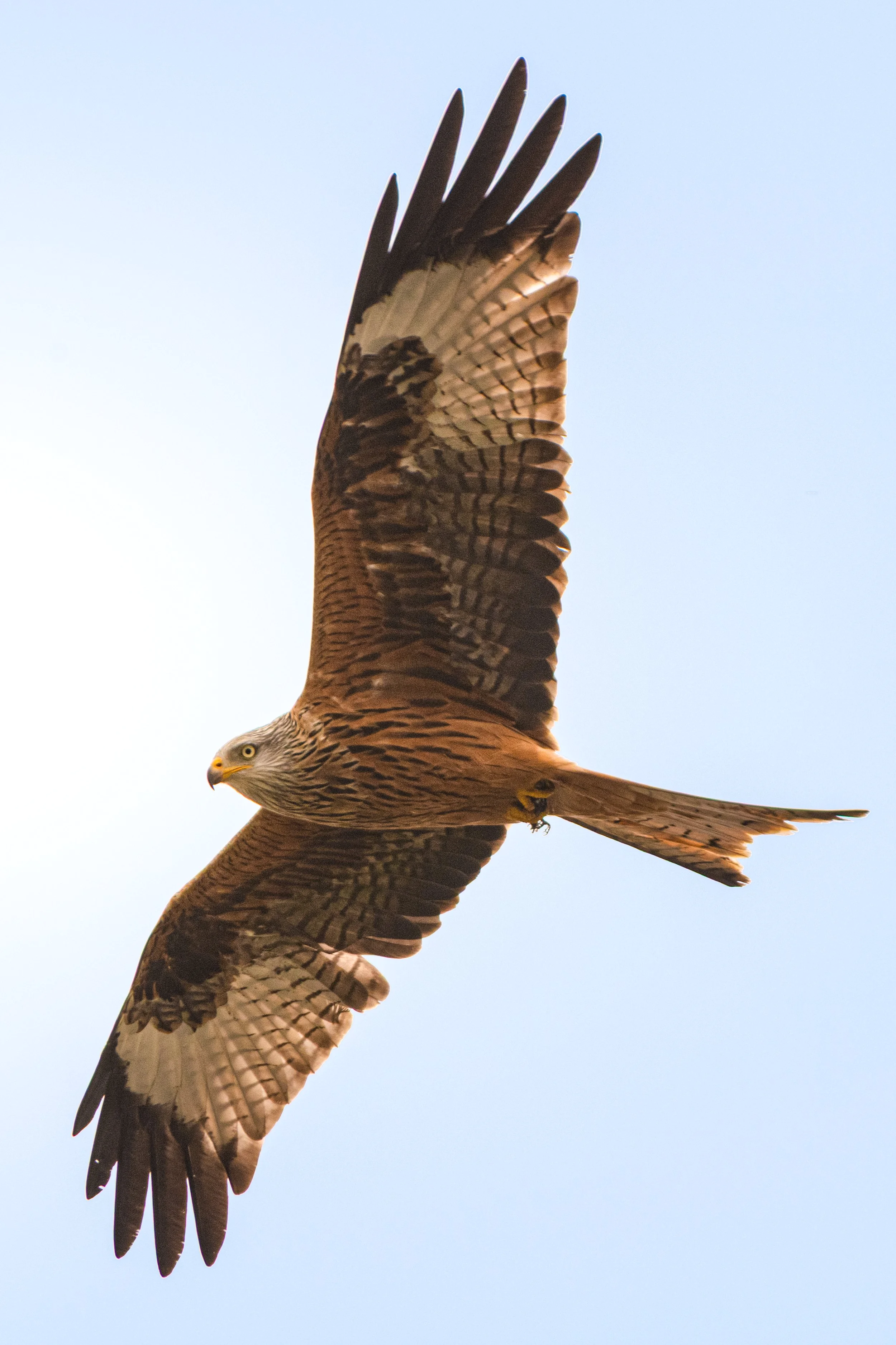 Red Kite
