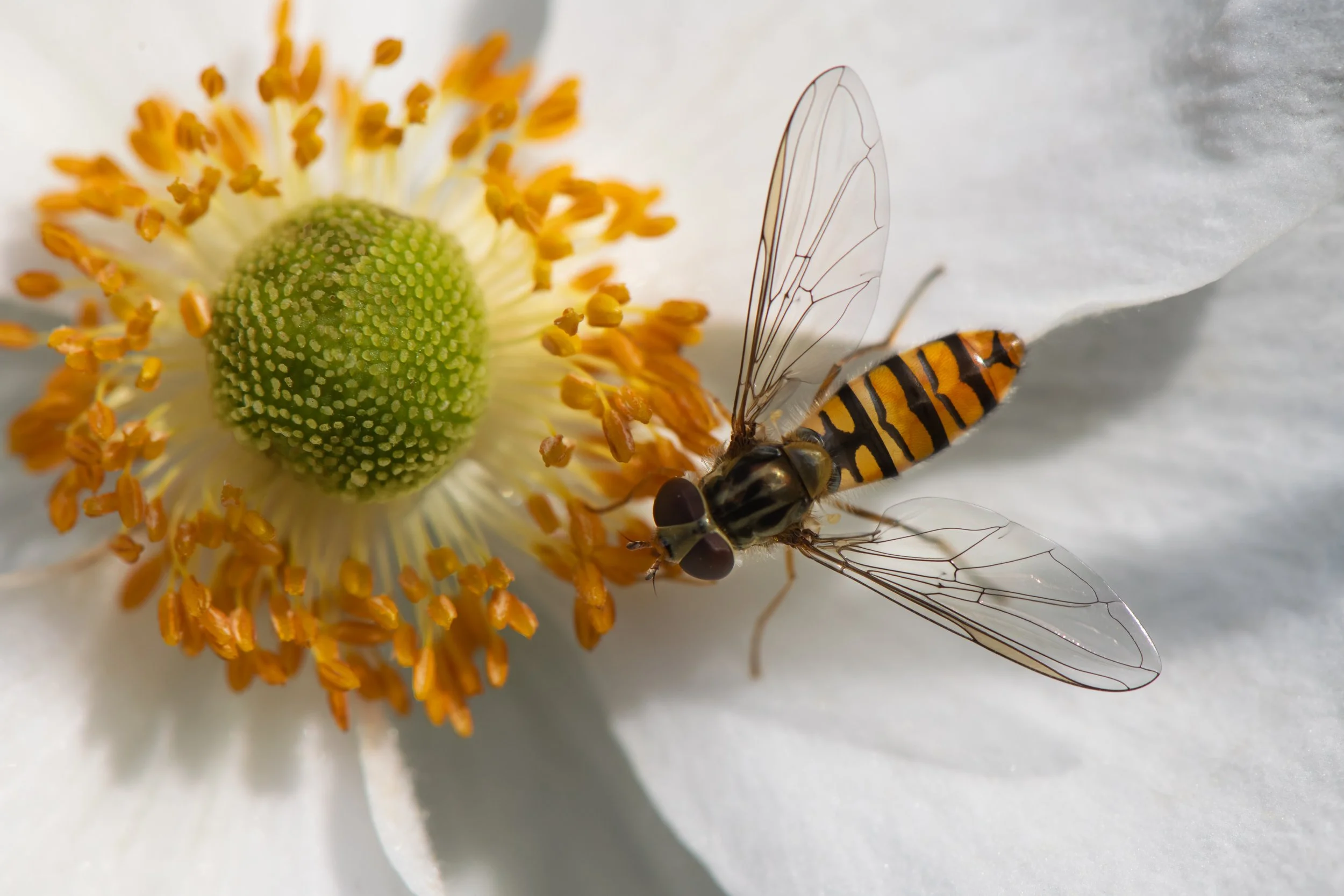 Marmalade Hoverfly