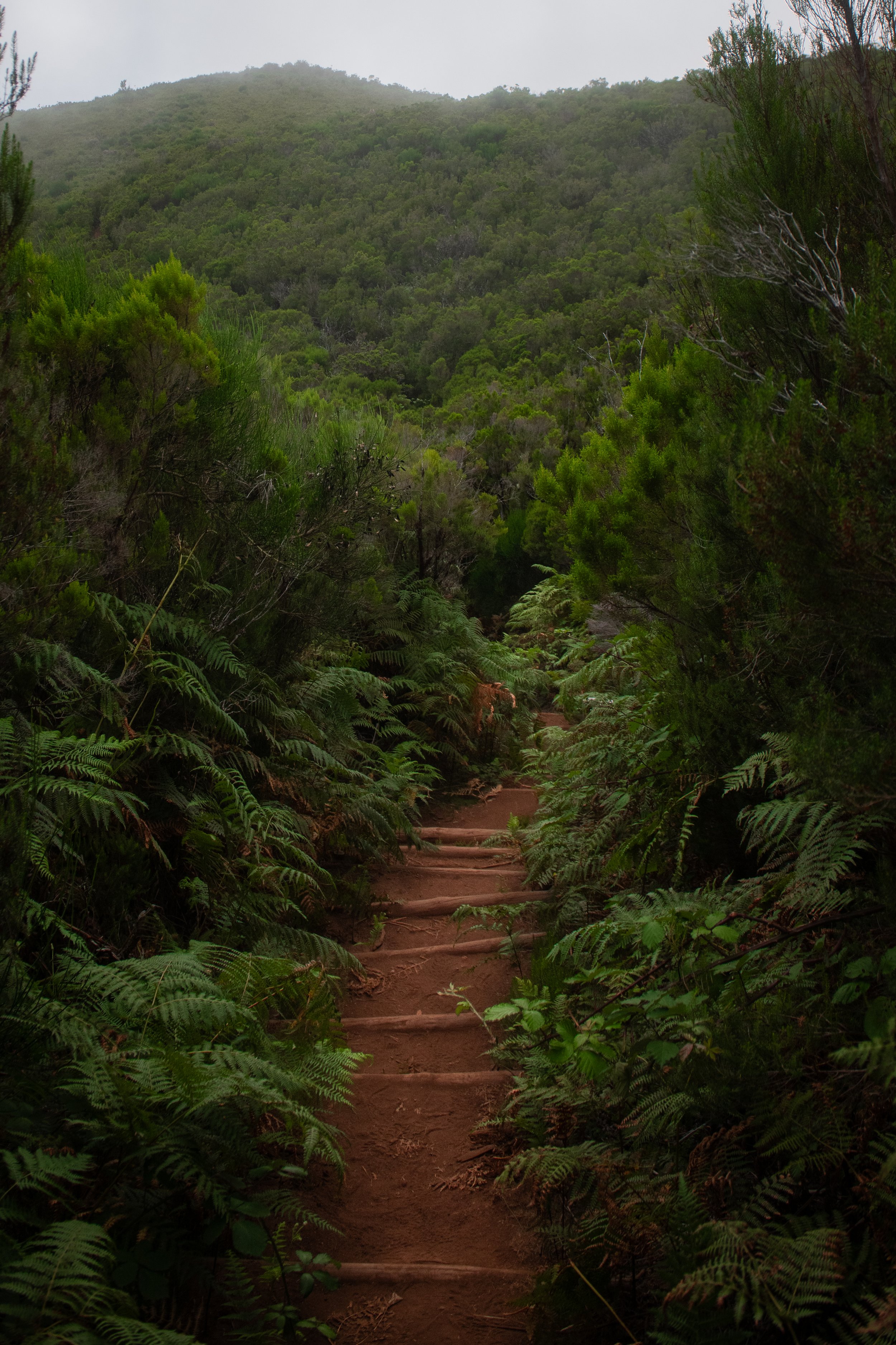 Fanal Forest, Madeira
