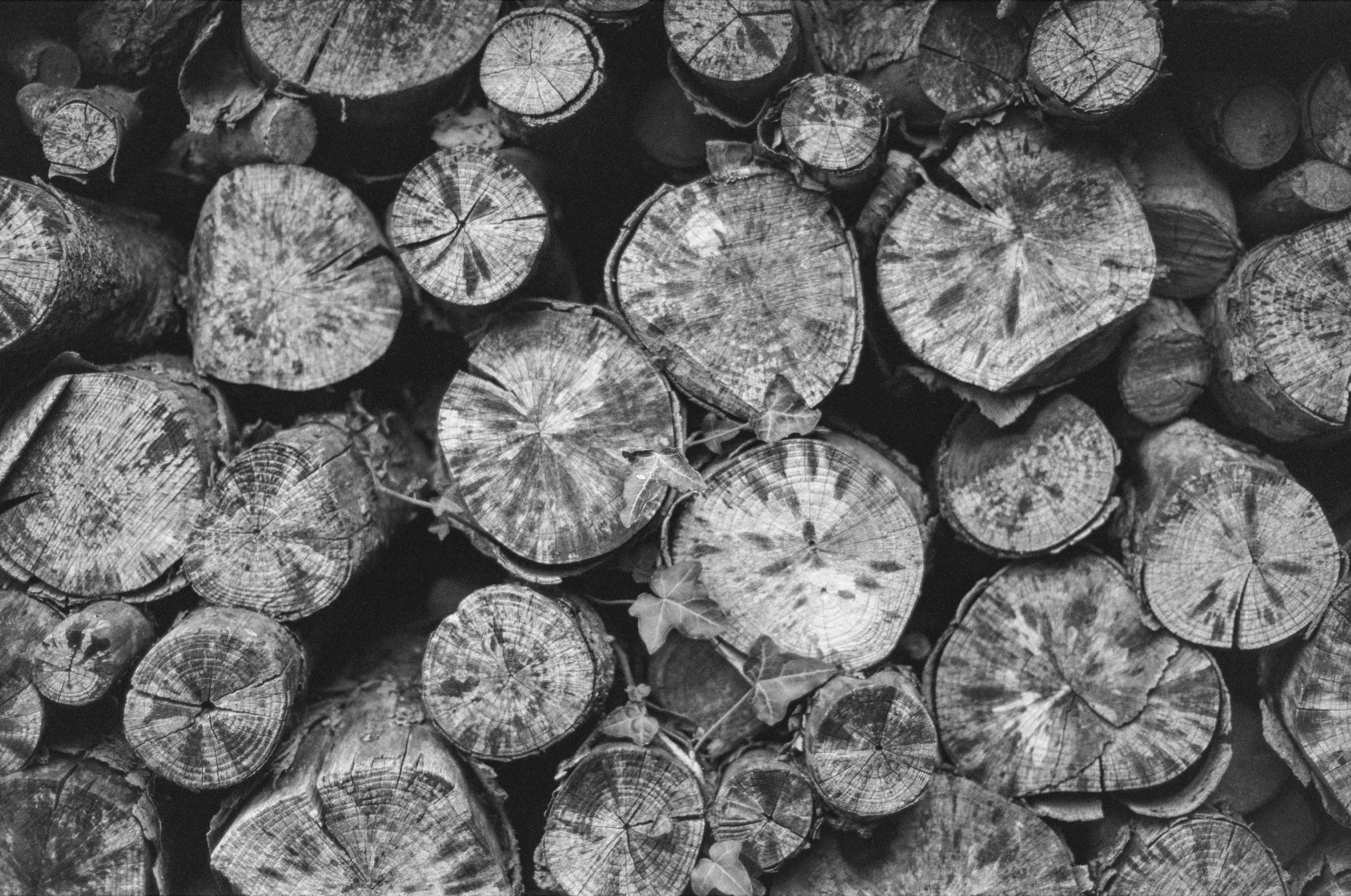 Nikon FE Ilford HP5, Hergest Ridge