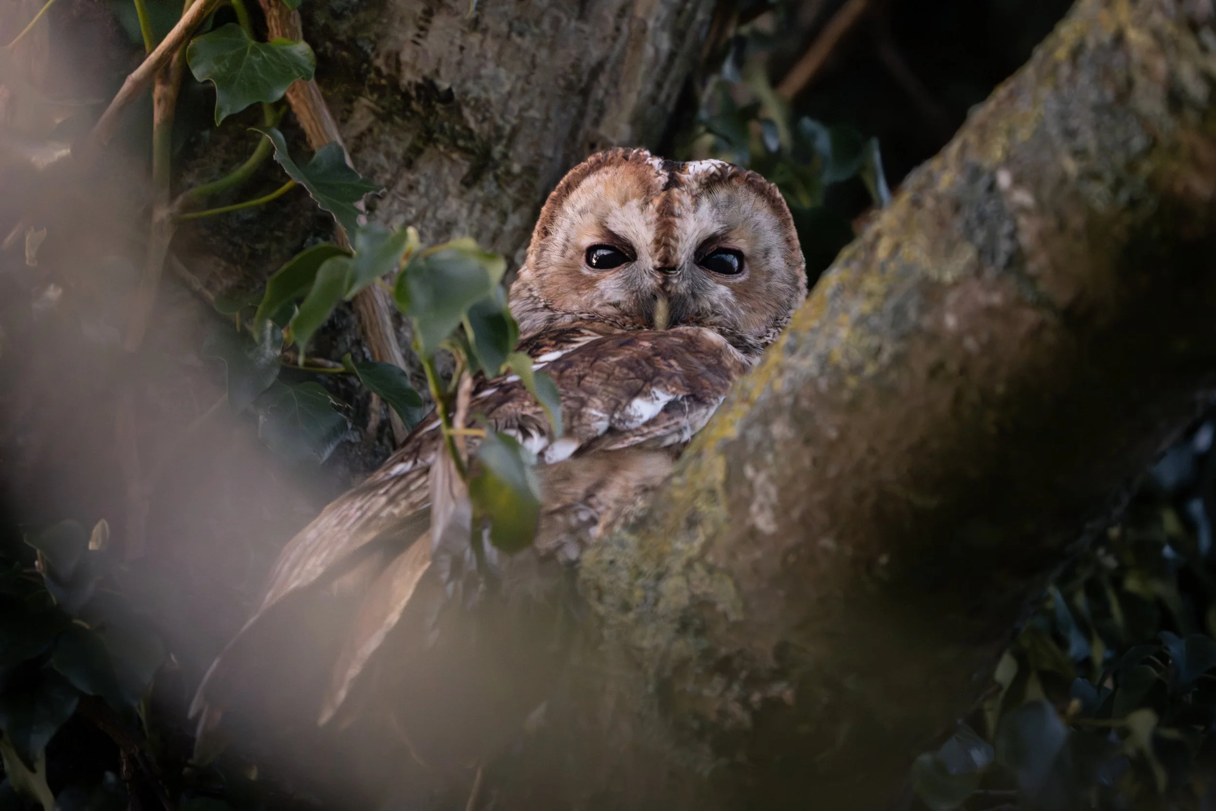 Tawny Owl