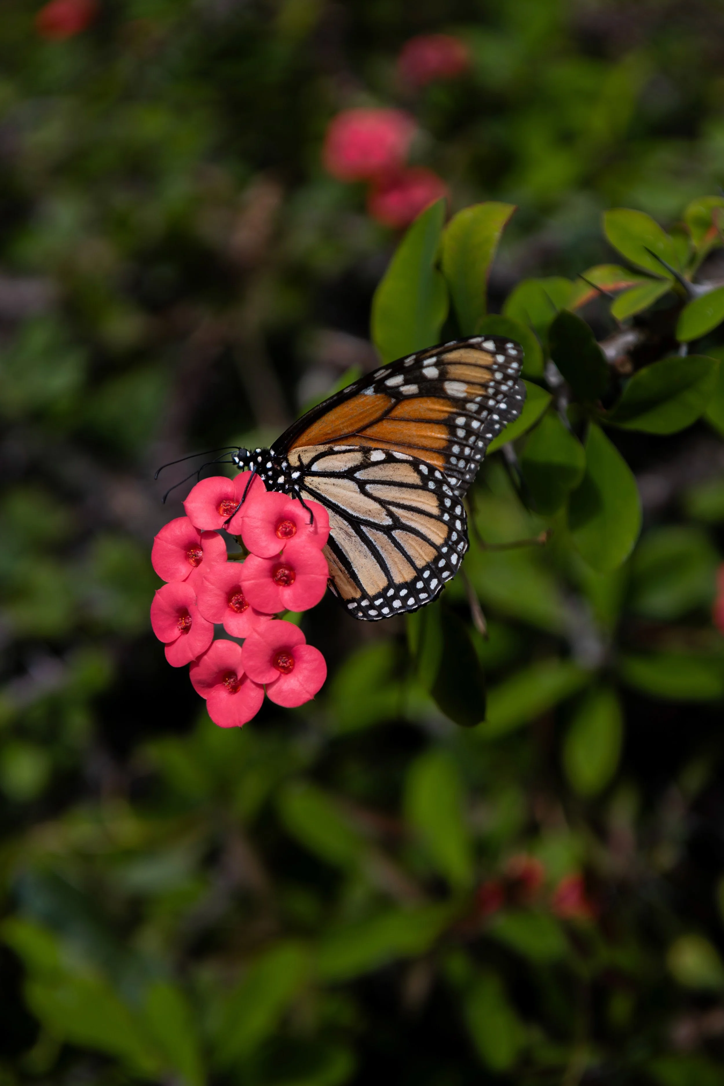 Monarch Butterfly