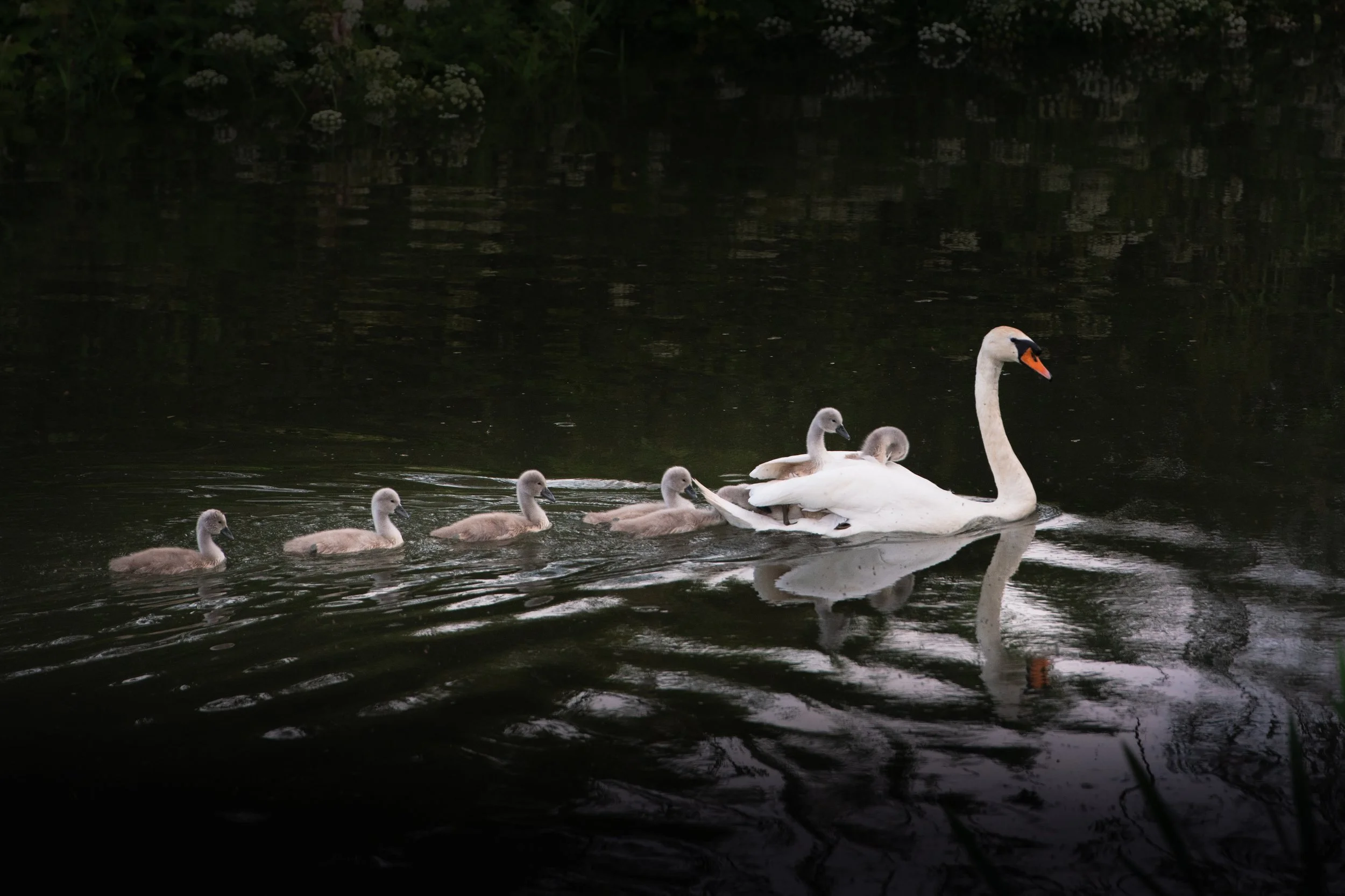 Mute Swan & Signets
