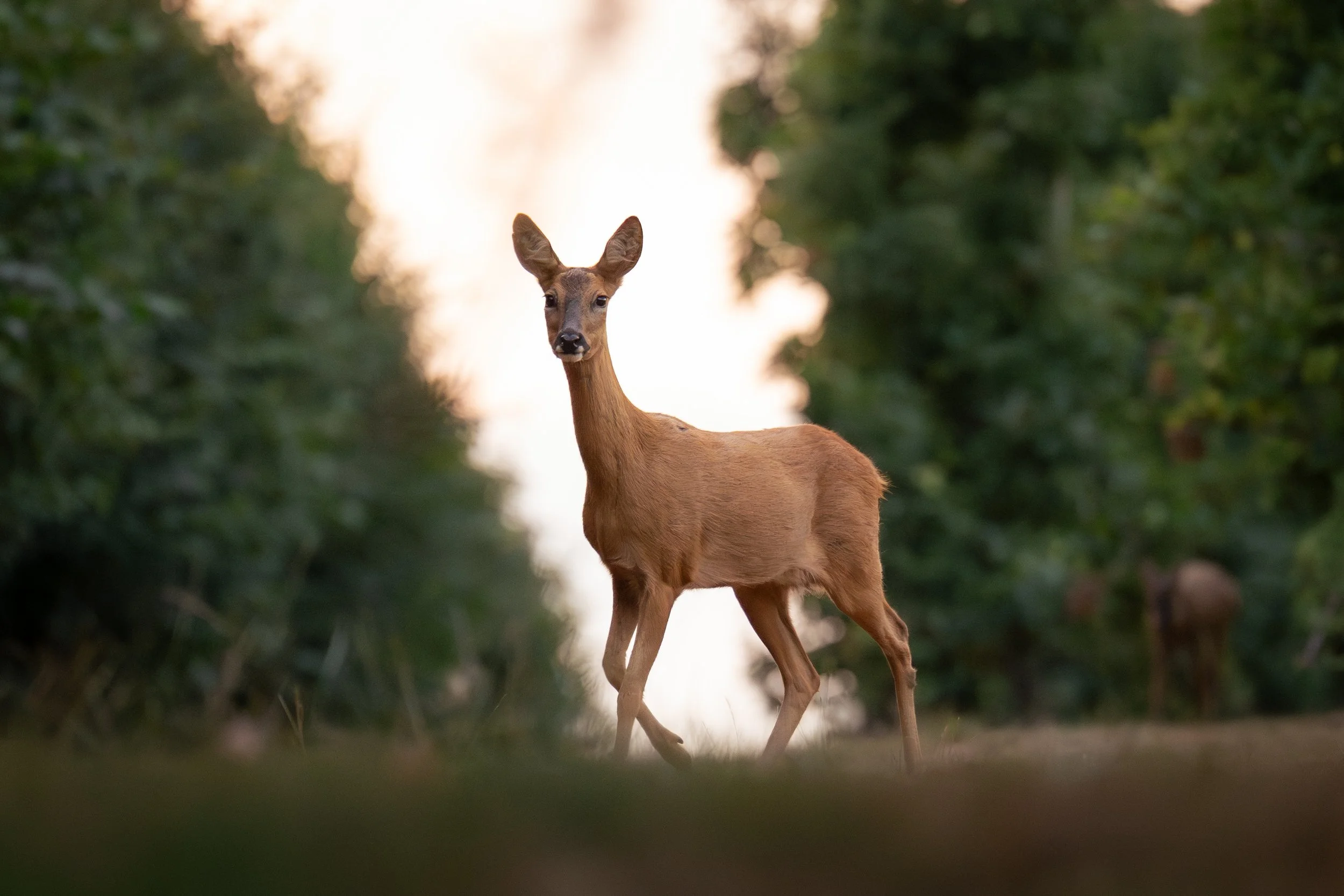 Roe Deer