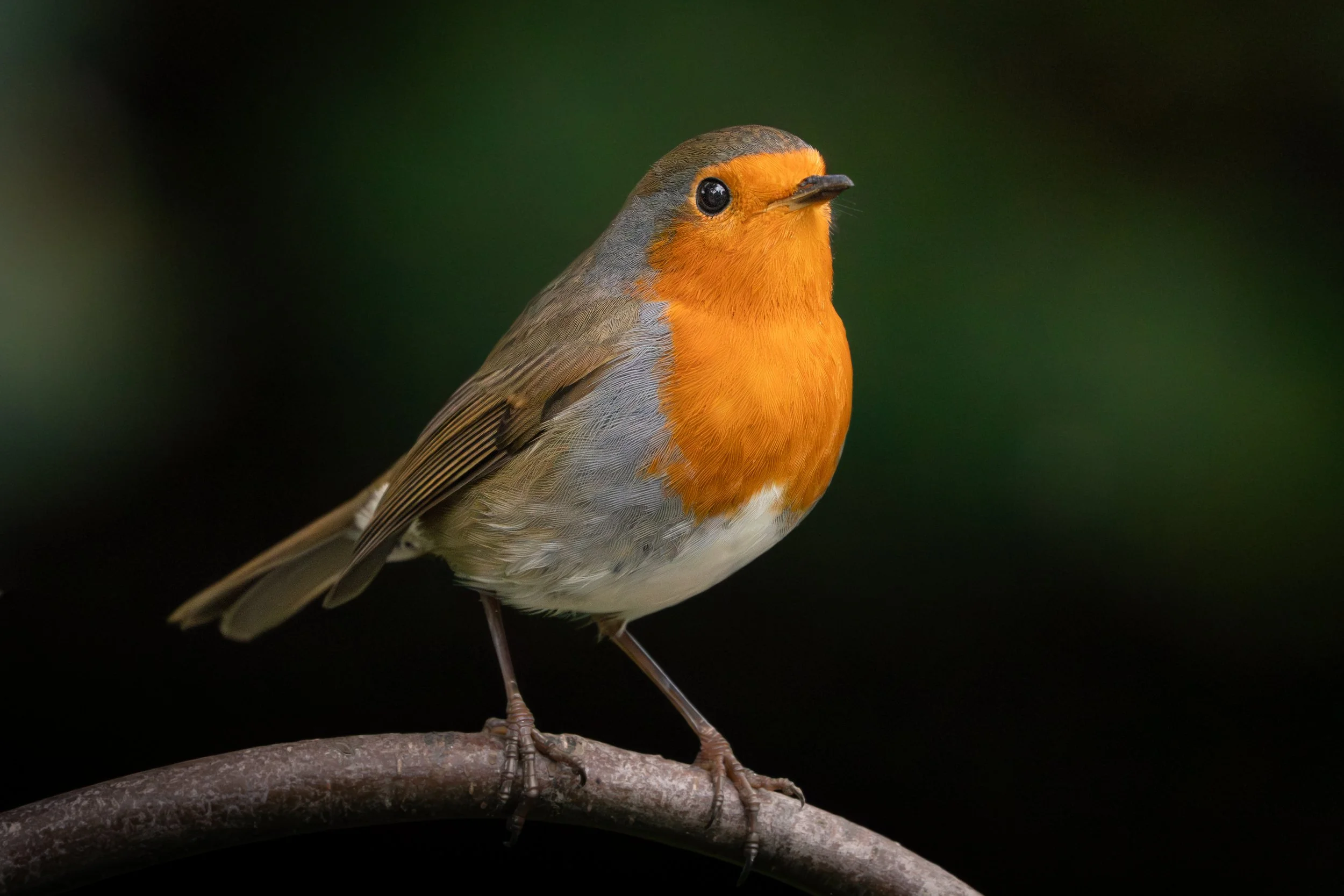 European Robin