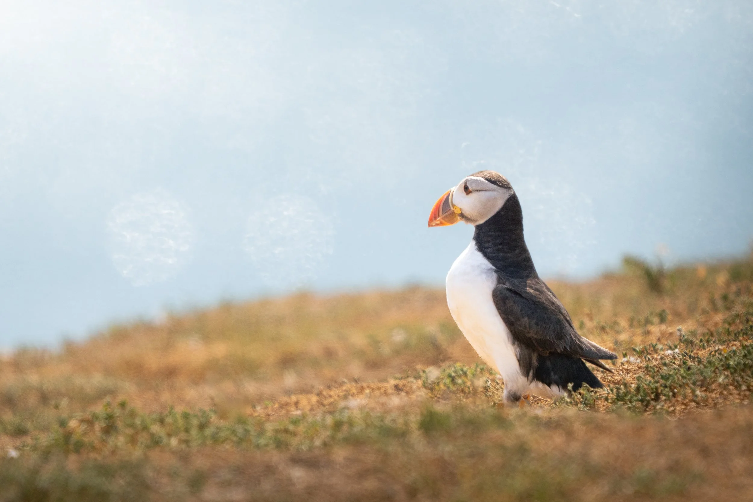 Atlantic Puffin